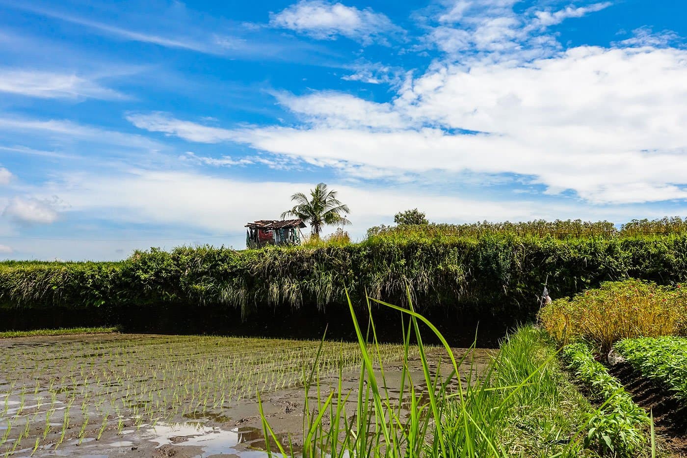 Flooded rice paddy with young green shoots bordered by a tall hedge, a palm tree, and a thatched-roof hut