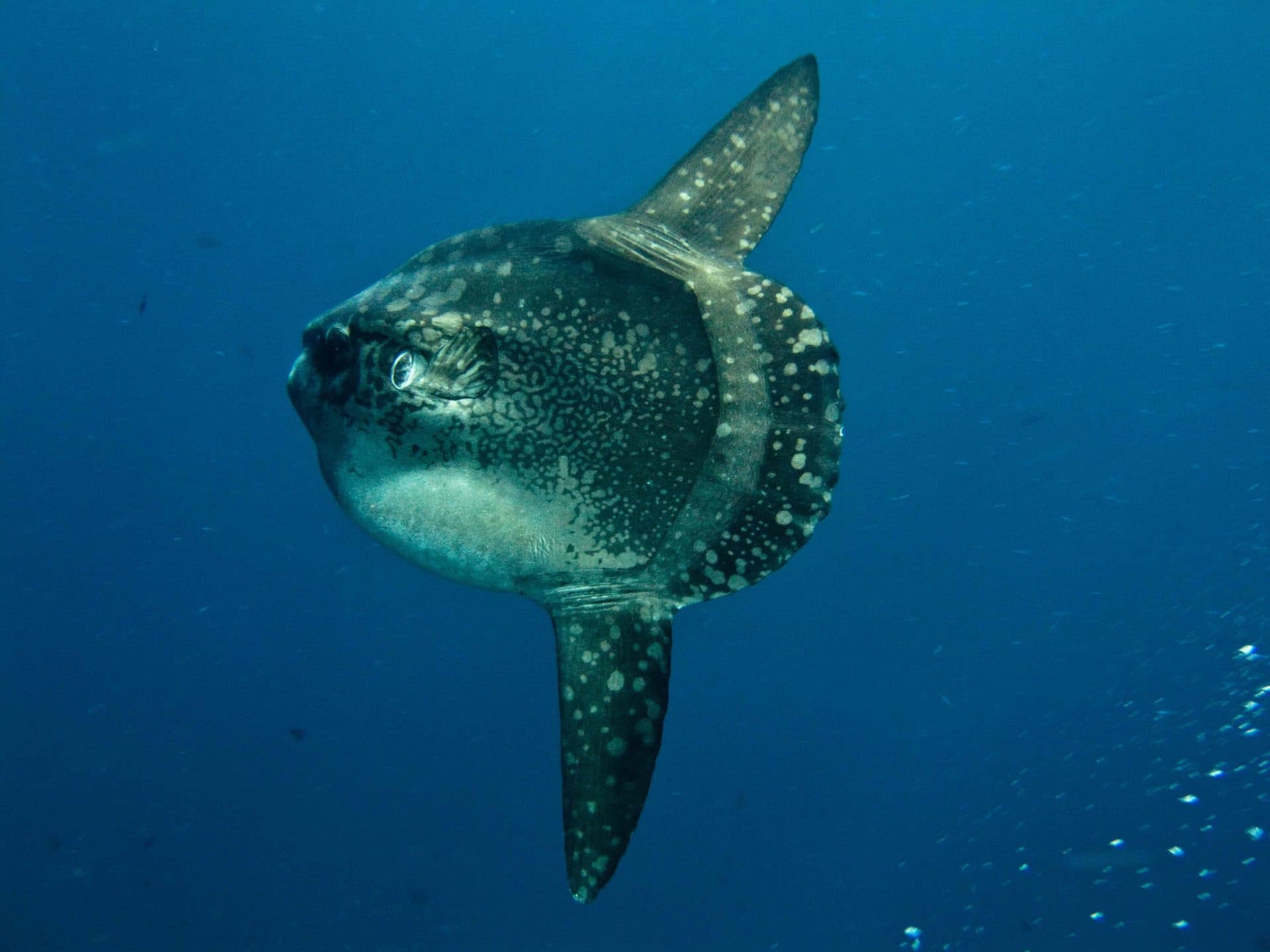 A large ocean sunfish with mottled skin and a tall fin swims through open blue water