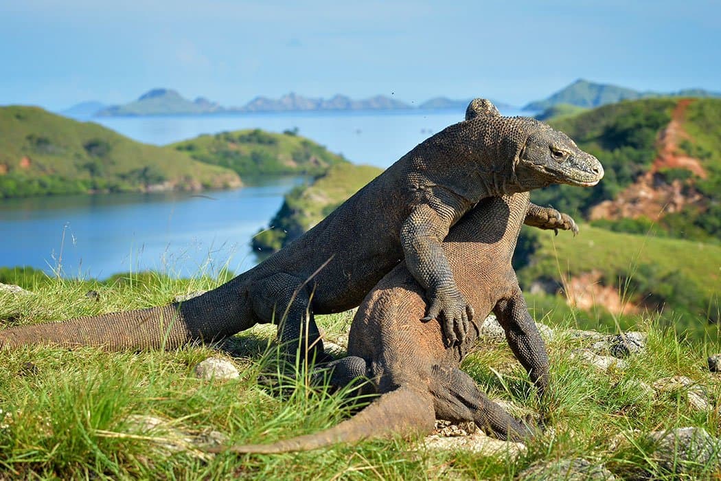 Two large Komodo dragons on a grassy hilltop with islands and a calm bay visible in the background