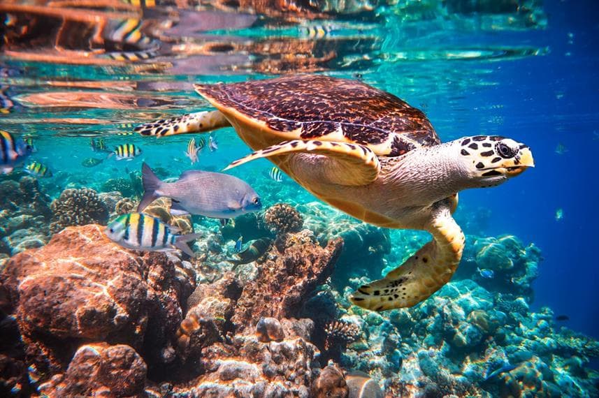 A hawksbill turtle swimming over a coral reef surrounded by striped reef fish in clear blue water