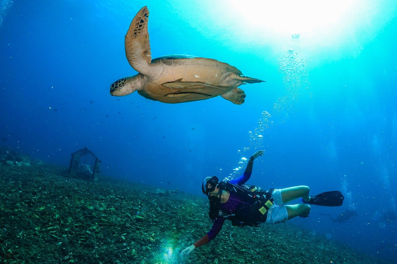A sea turtle swims above a scuba diver near the seabed, with sunlight streaming through the water above