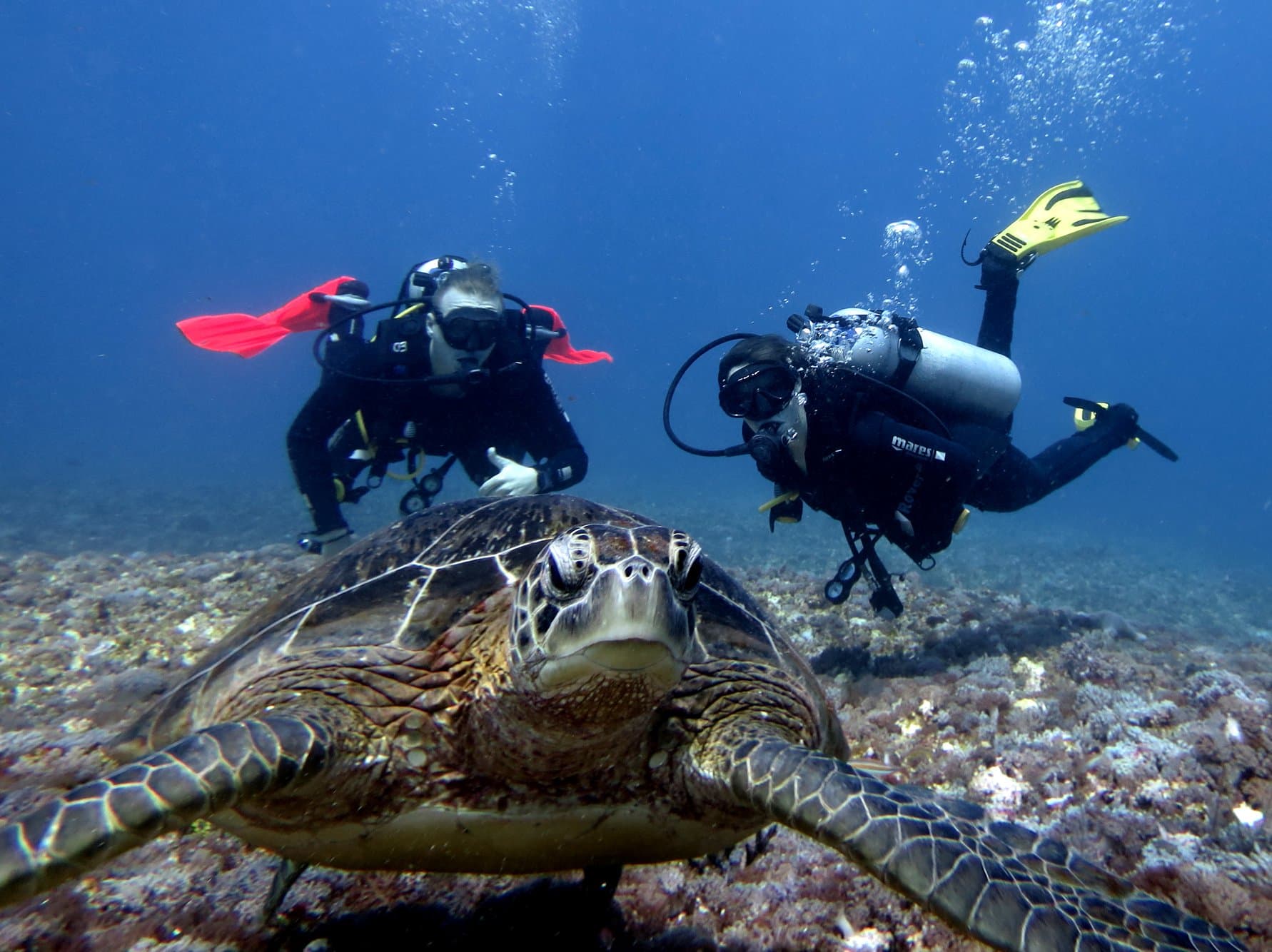 A large sea turtle swims close to the camera while two scuba divers with dive tanks and fins look on behind it