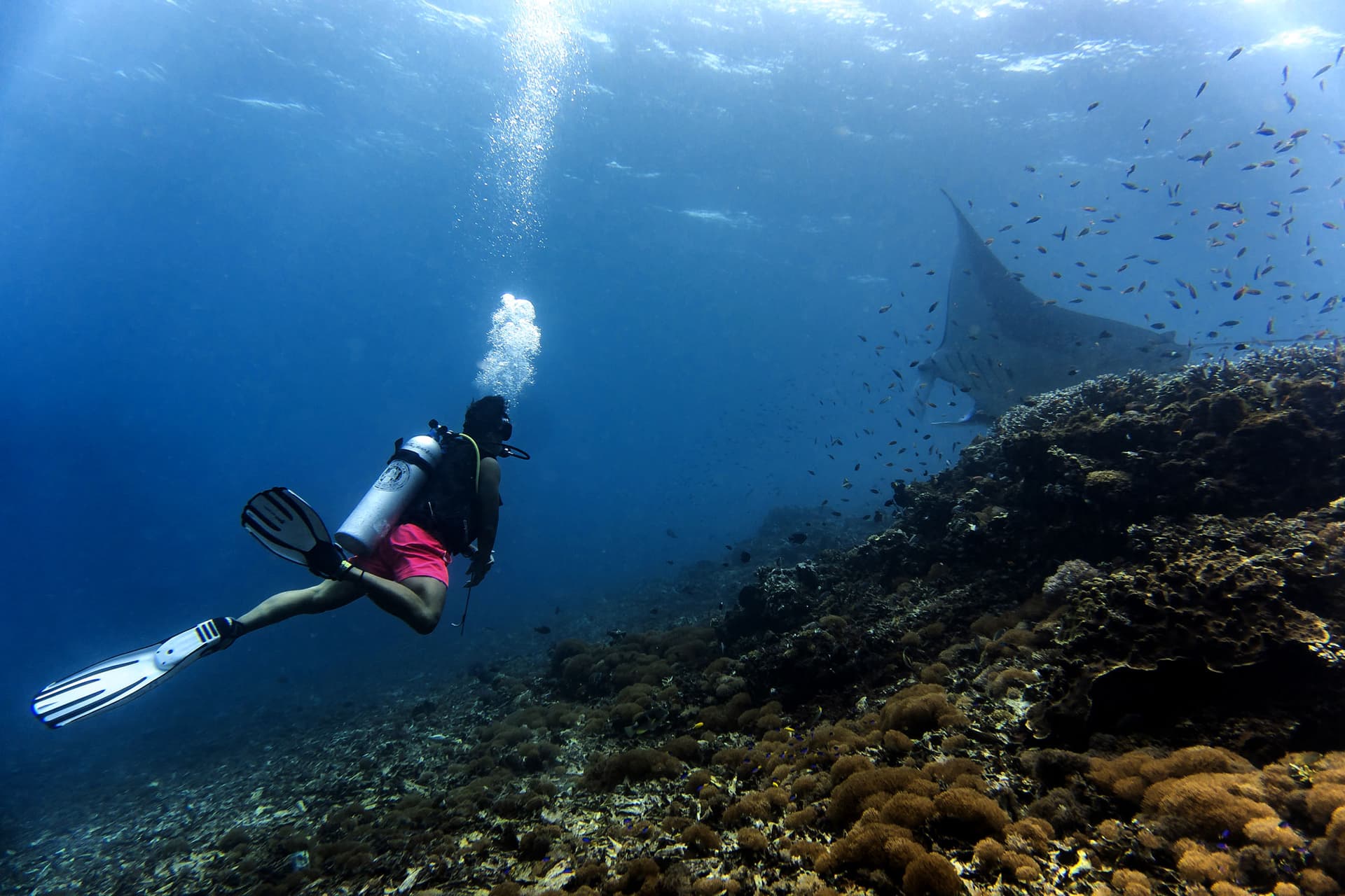 A scuba diver with fins and air tank swimming over a coral reef toward a manta ray in the distance