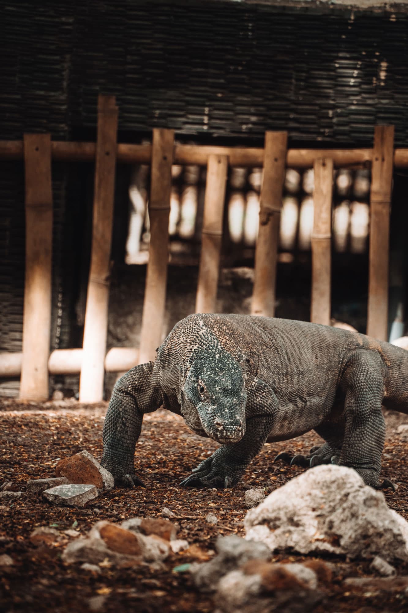 A Komodo dragon walking across rocky ground beneath a wooden fence and thatched structure