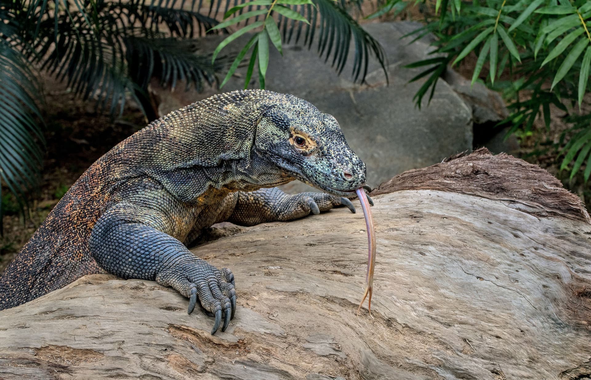 A Komodo dragon extending its forked tongue while resting its claws on a log, surrounded by green foliage