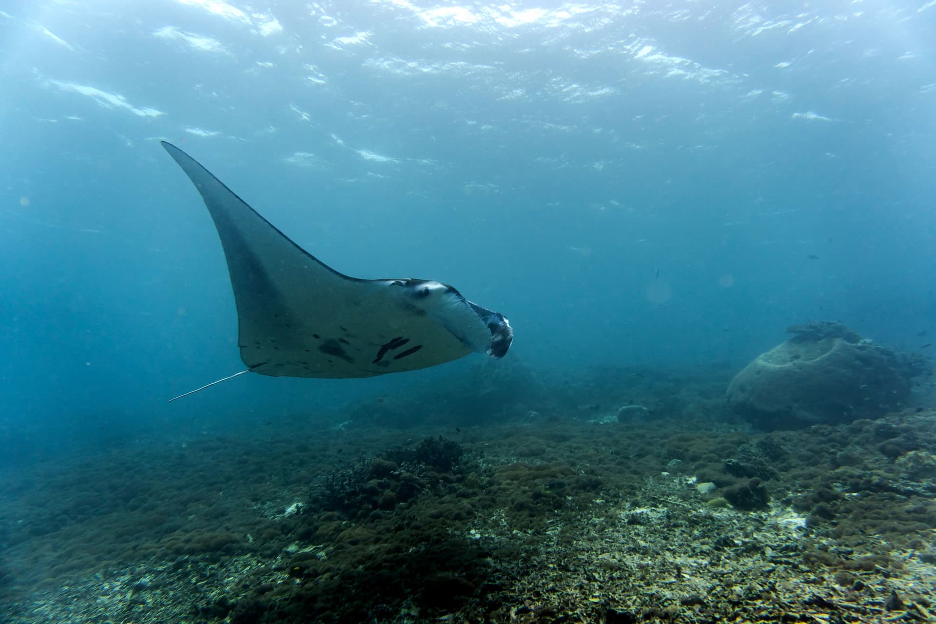 A manta ray gliding over a coral reef in blue water, with a rock formation visible in the distance