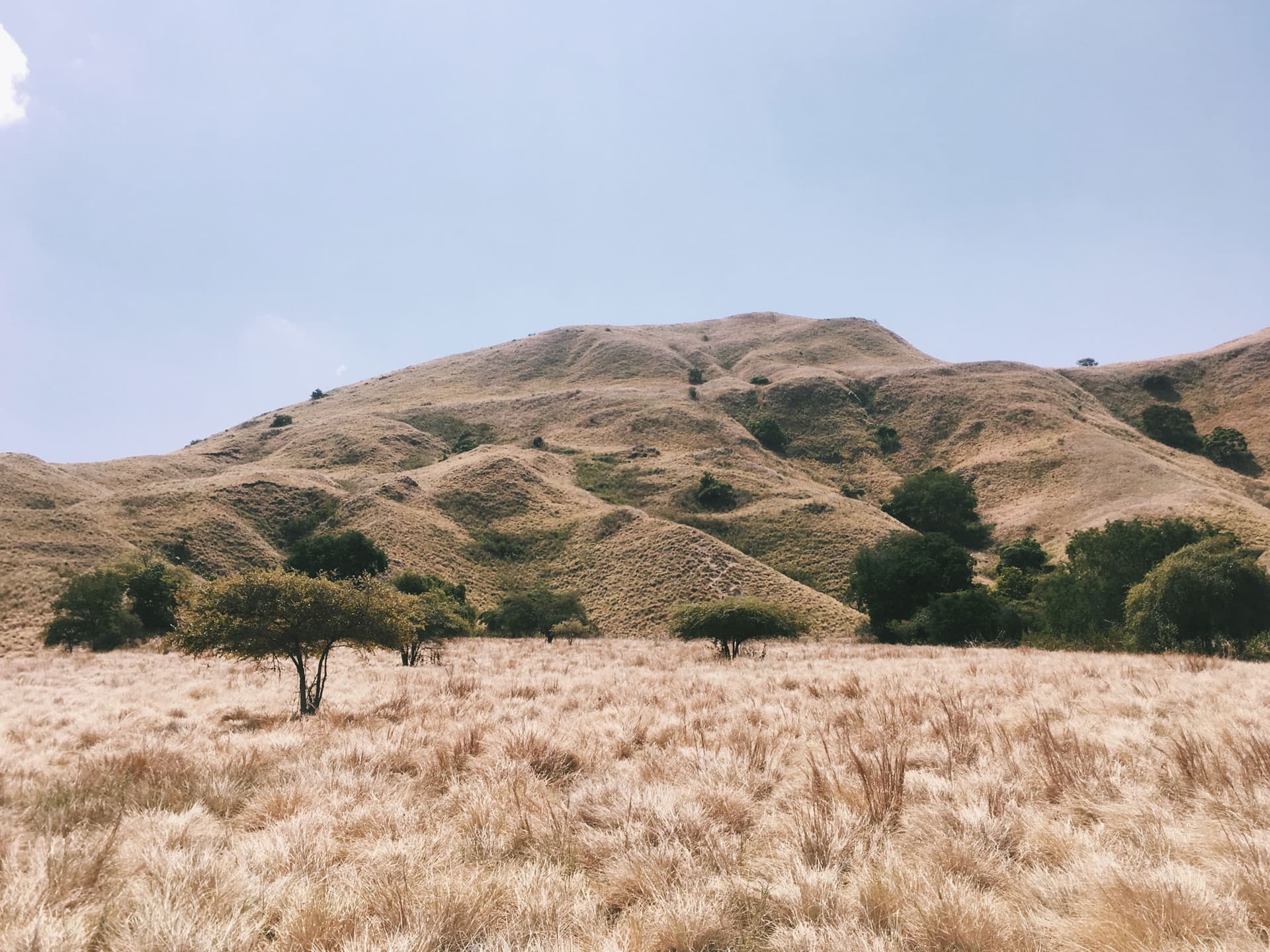 Dry golden grassland with scattered trees below rolling brown hills under a pale sky