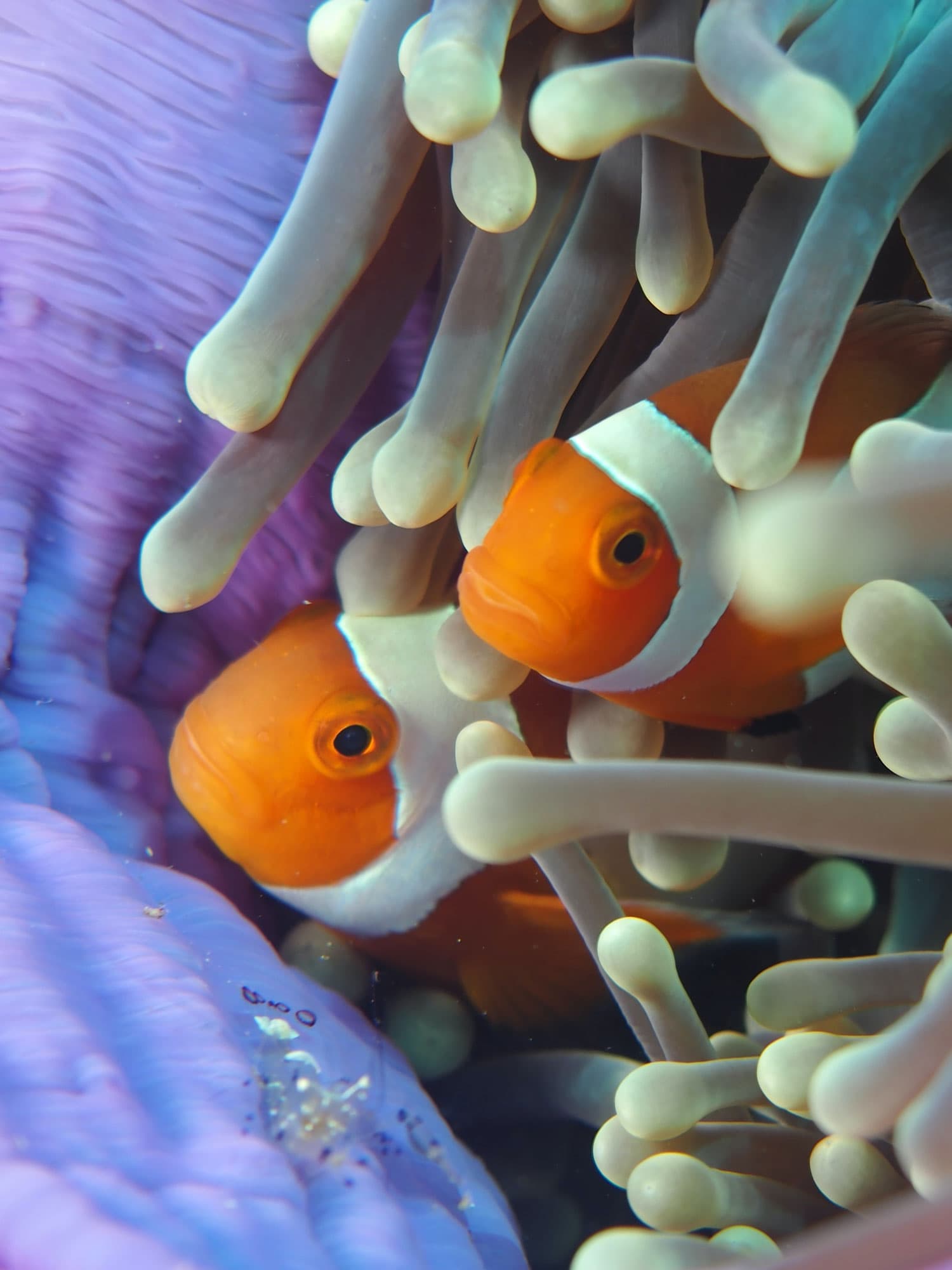 Two clownfish peer out from among the pale tentacles of a purple sea anemone