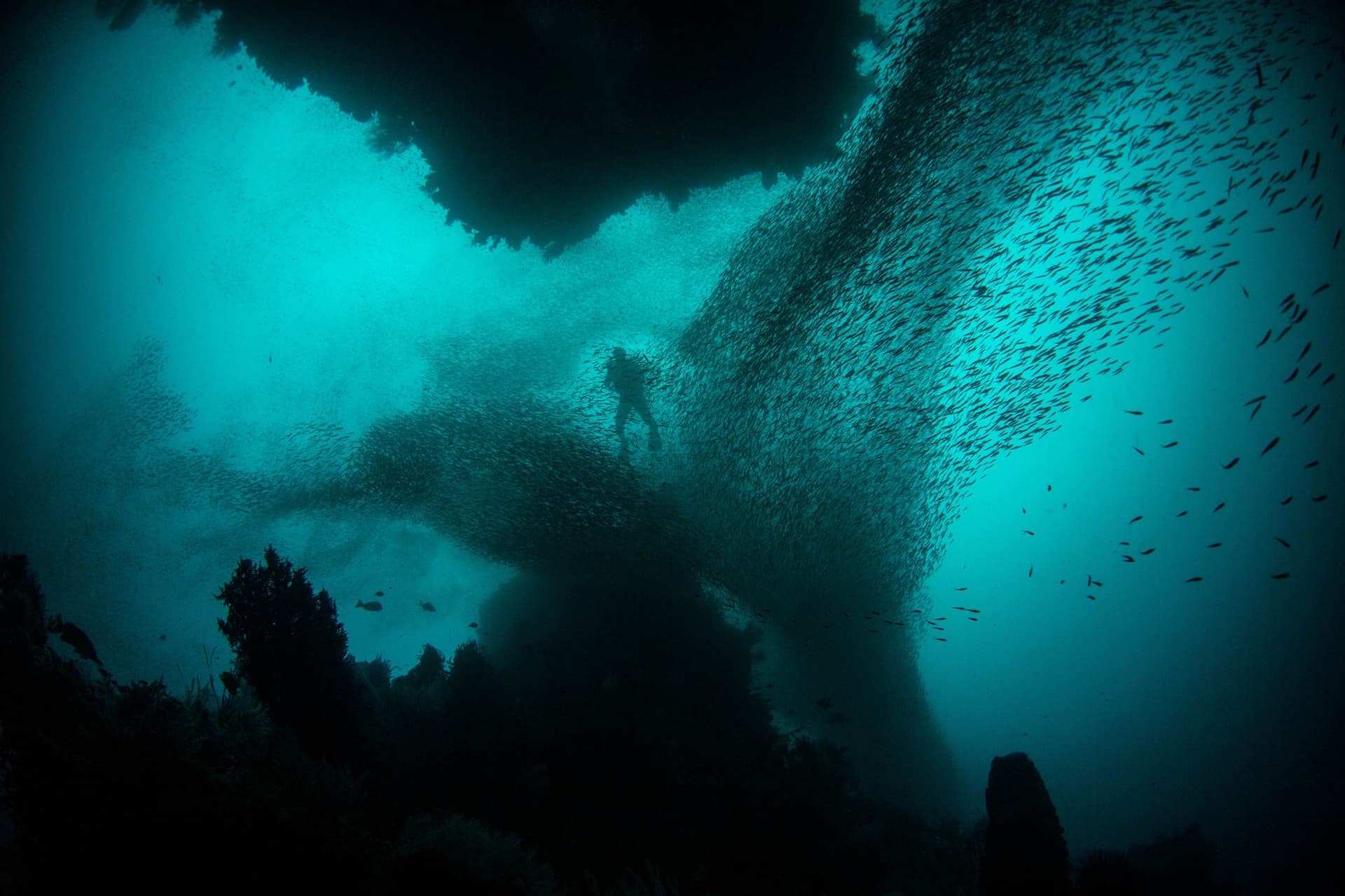 A diver silhouetted beneath a dense swirling school of small fish in blue-green water