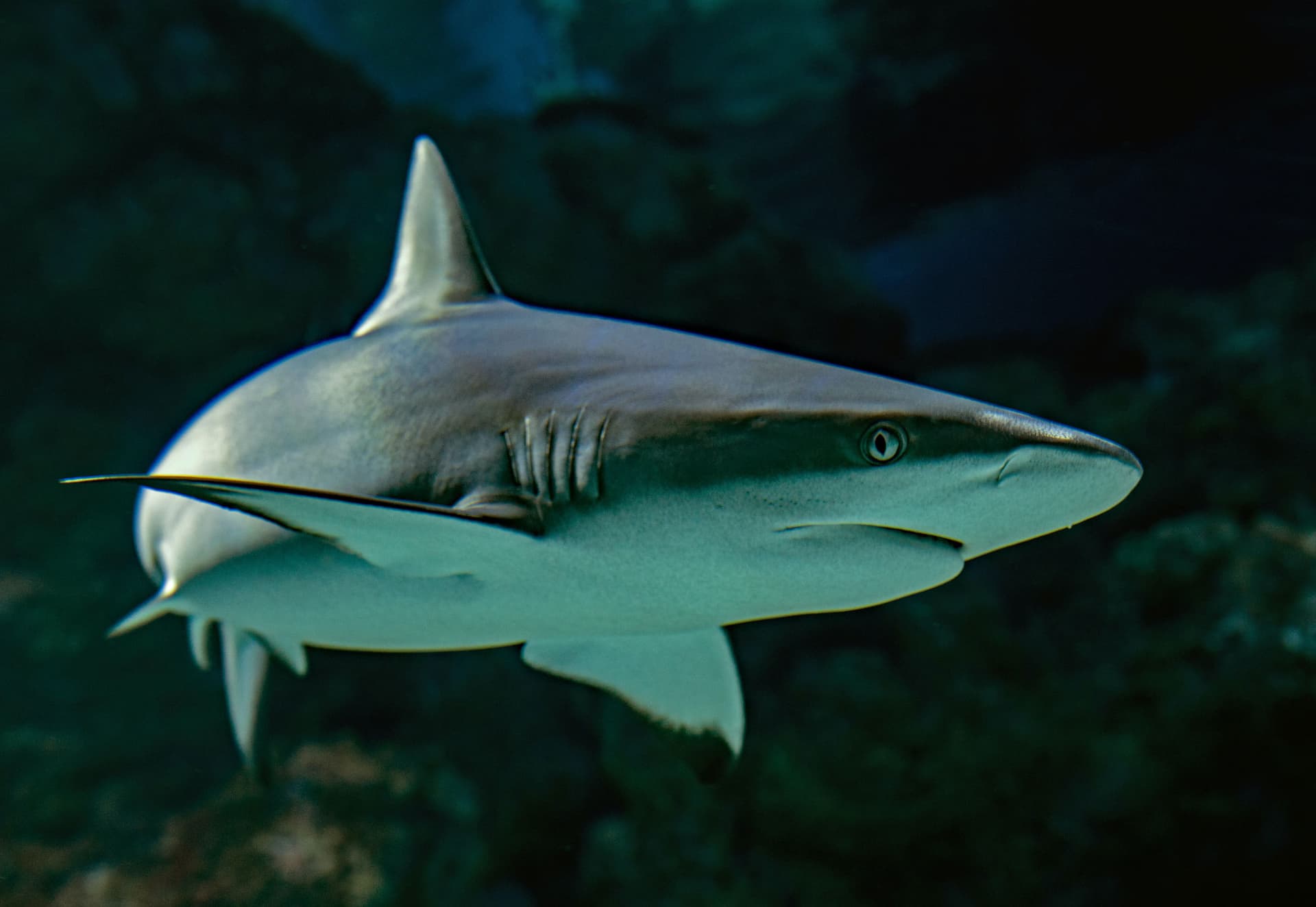 A shark swimming close to the camera against a dark reef background, its gills and dorsal fin clearly visible