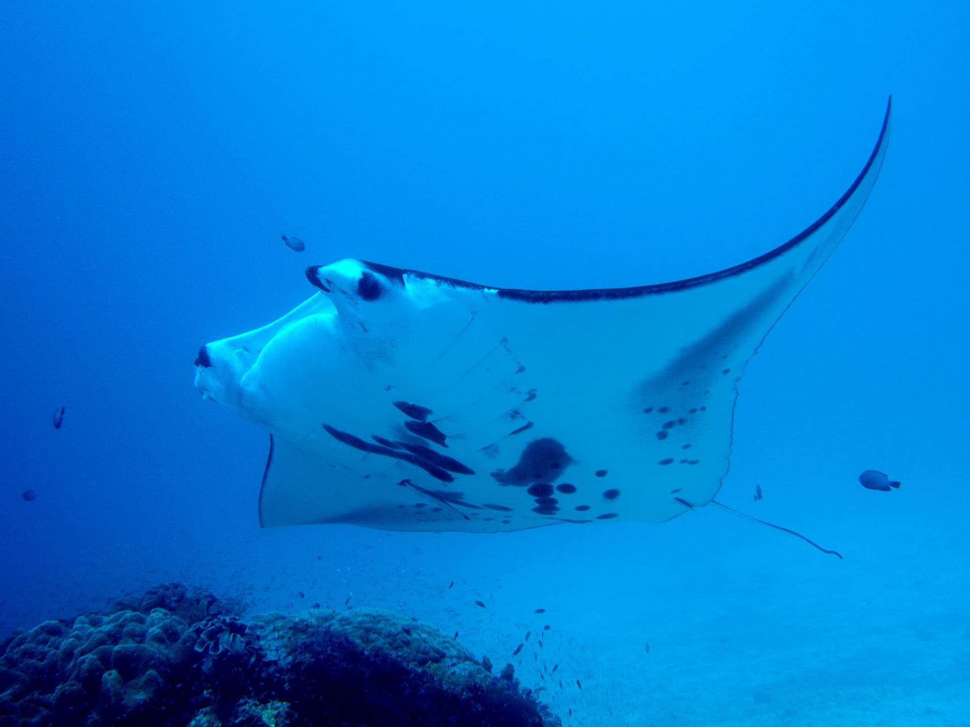 A manta ray gliding over a coral reef in blue open water, small fish scattered nearby