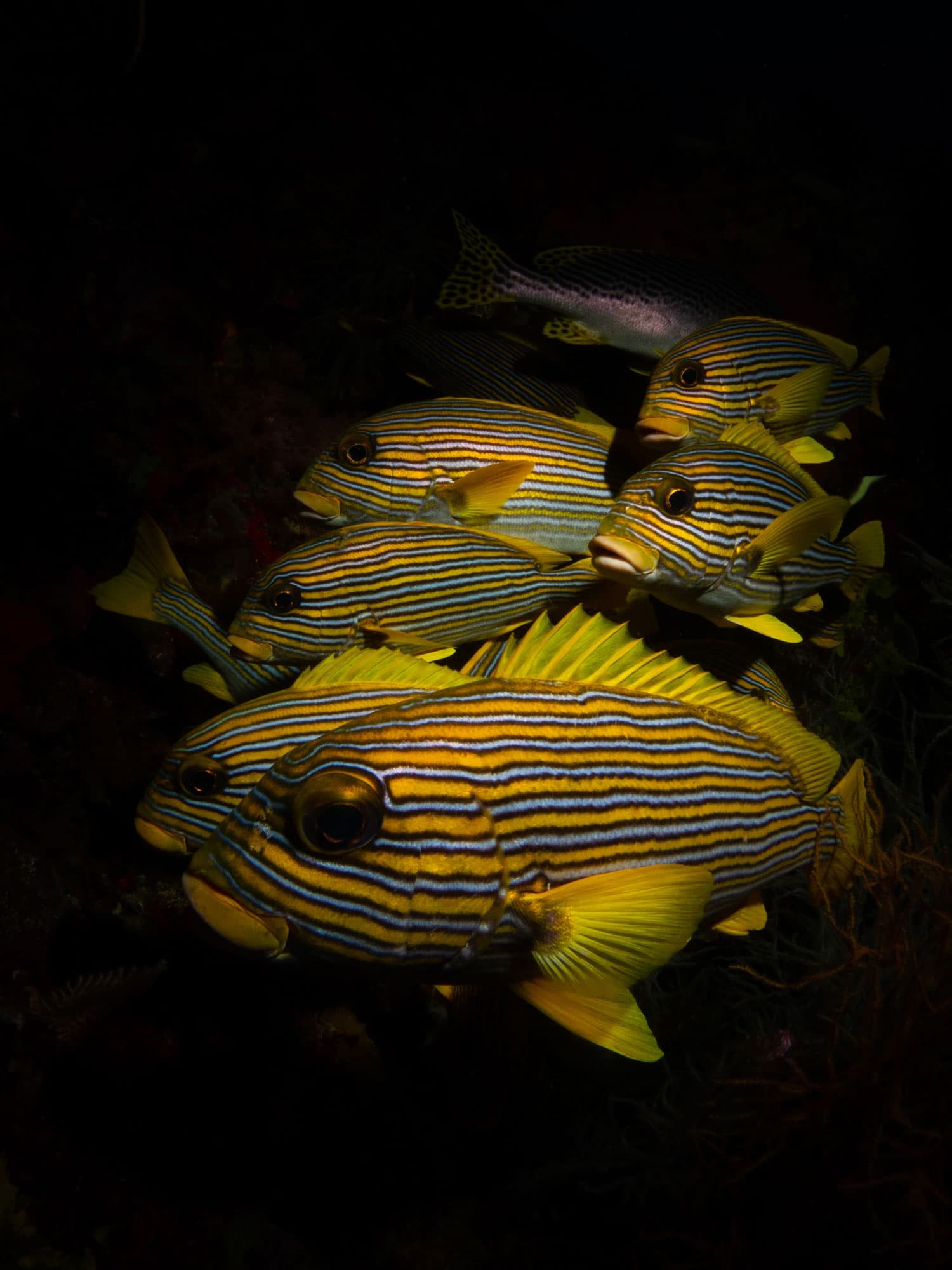 A school of yellow and blue striped fish lit against a dark underwater background