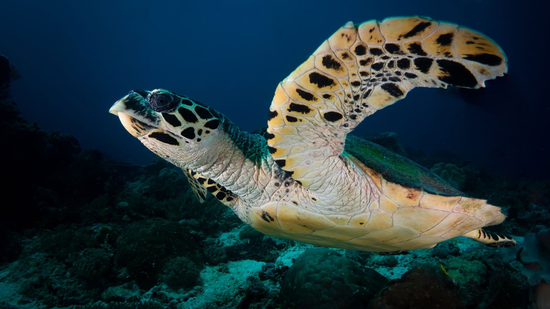 A hawksbill turtle with a mottled shell swims with one flipper raised above a coral reef
