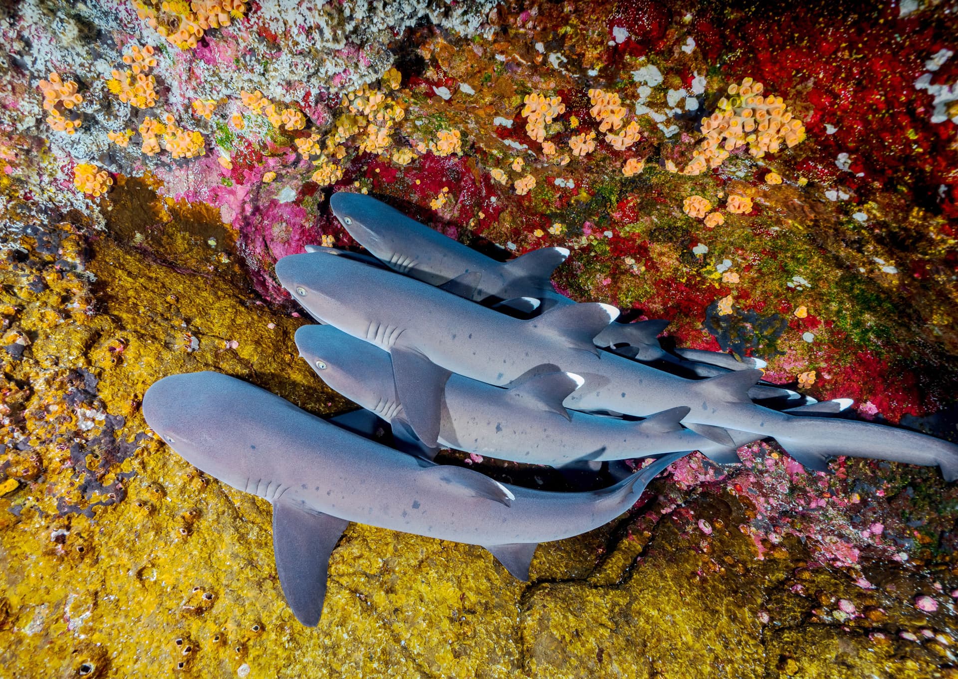 Several whitetip reef sharks resting together on a rocky seabed covered in colorful sponges and coral