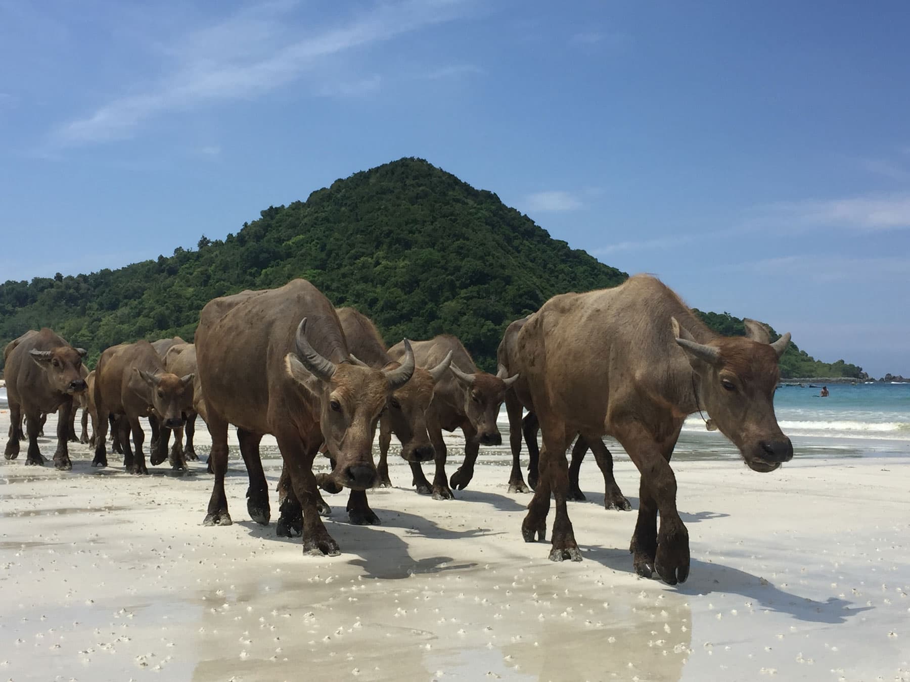 A herd of water buffalo walking along a sandy beach with a forested hill in the background