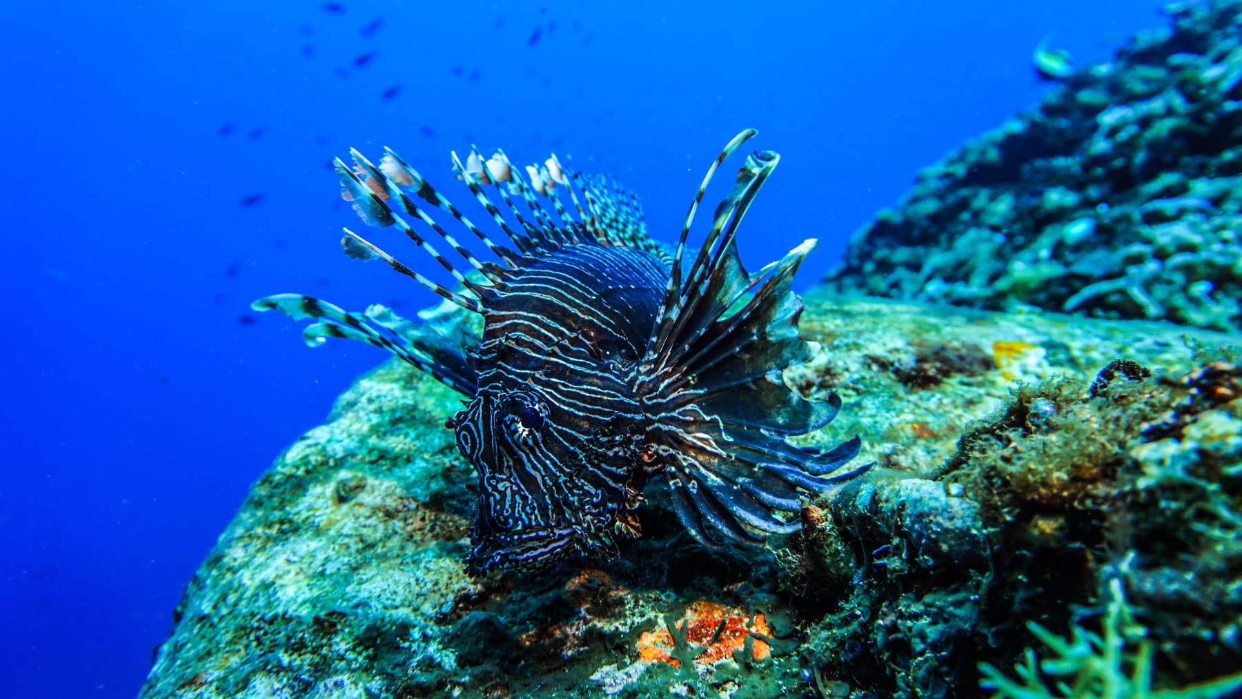 A lionfish with striped fins spread wide, resting on a coral-covered reef against deep blue water
