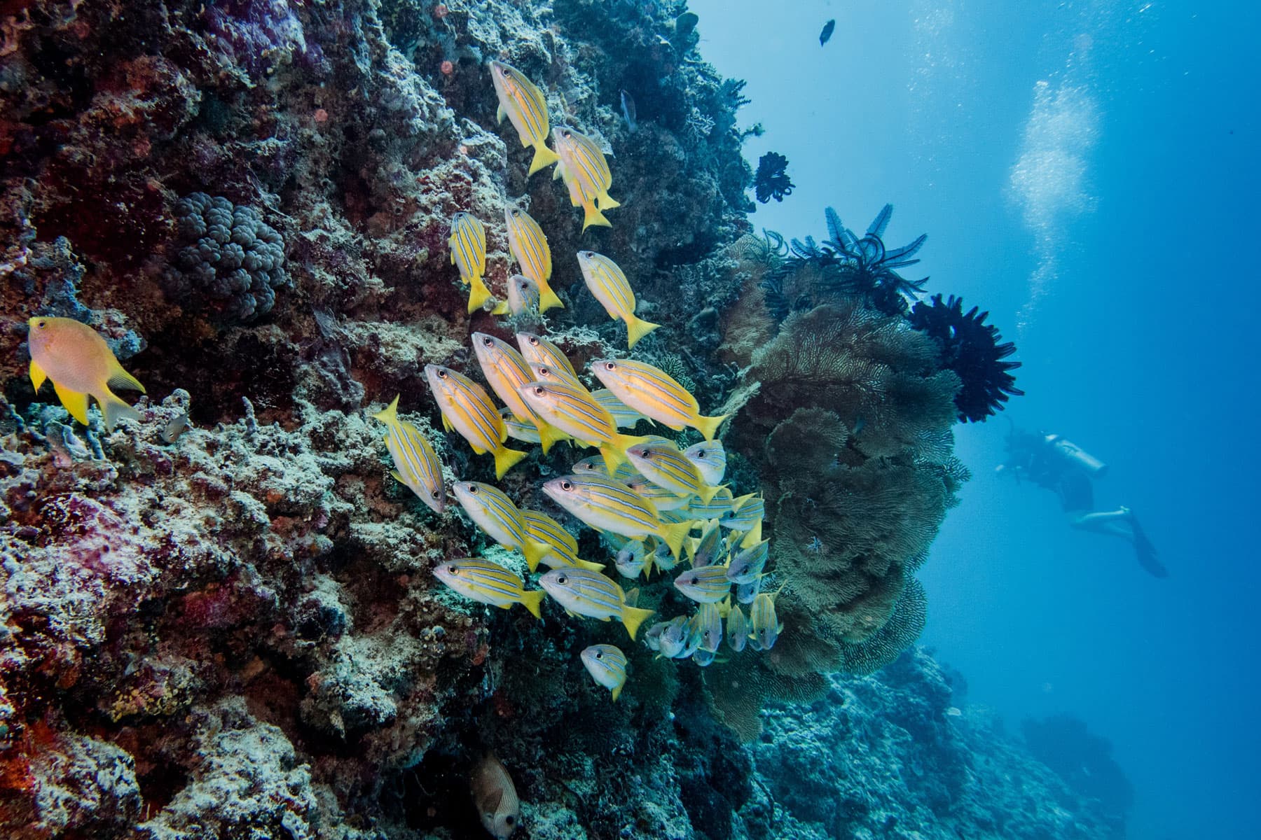 A school of small yellow-striped fish gathered against a coral wall, with a diver visible in the blue water beyond