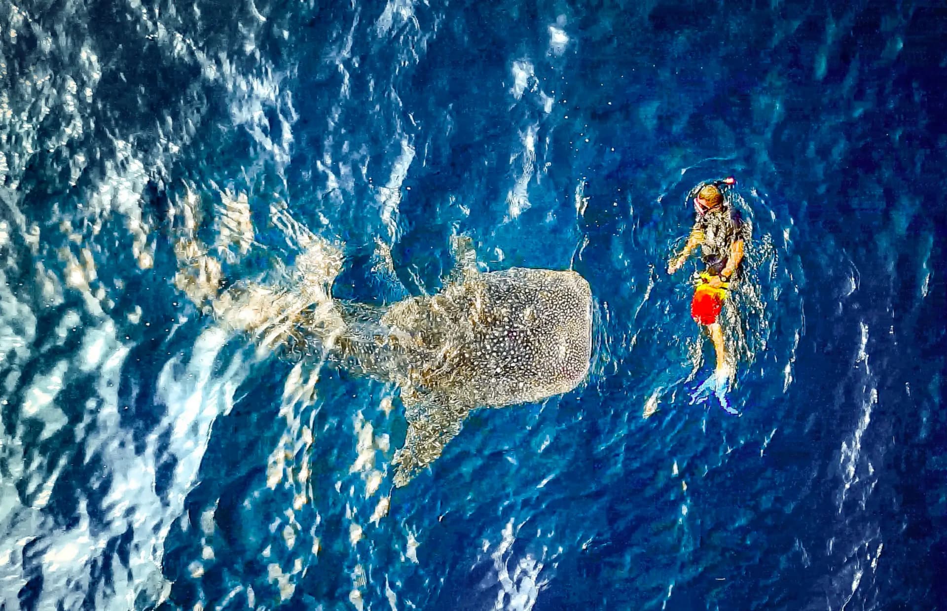 Aerial view of a snorkeler swimming beside a whale shark near the surface of blue water