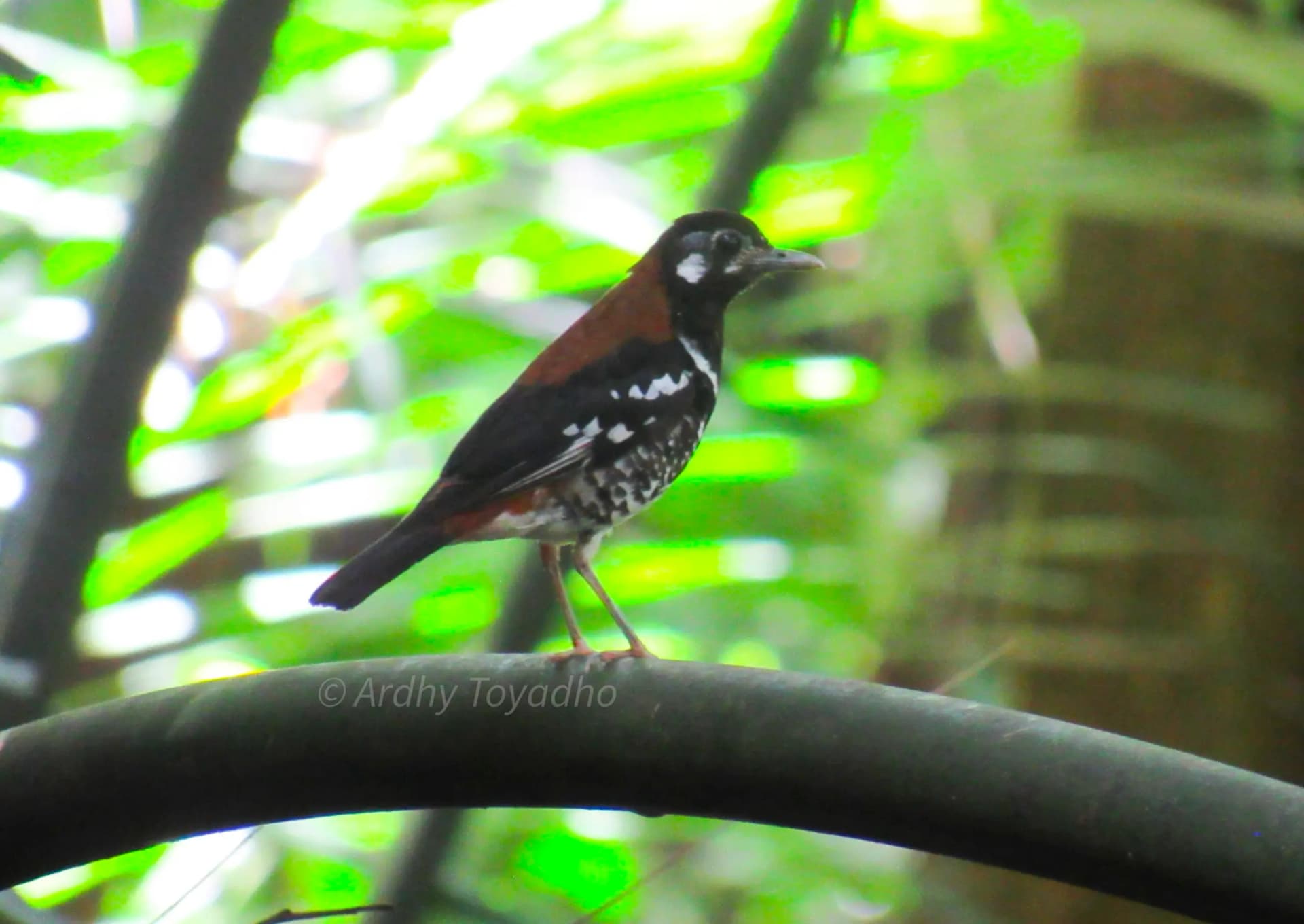 Small black, white and rust-colored bird with speckled wings perched on a curved metal pipe amid green foliage