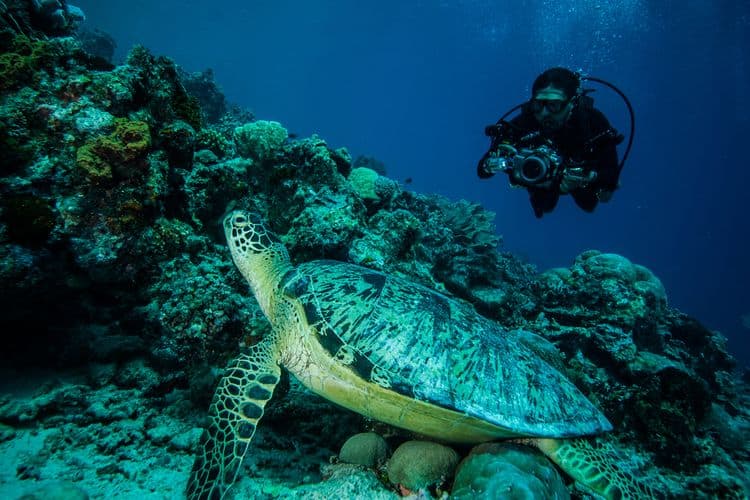 A diver with a camera approaches a large sea turtle resting on a coral reef underwater