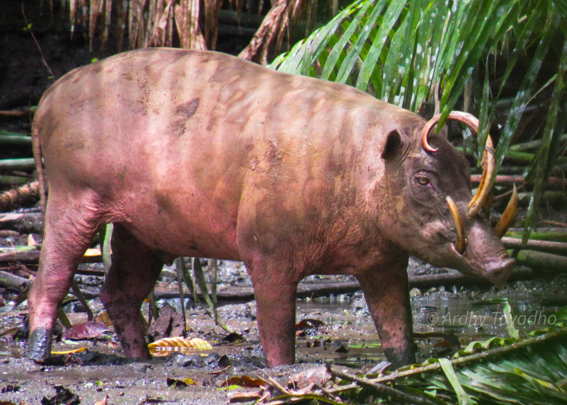 A babirusa with curved upper tusks standing in muddy ground near palm leaves and jungle debris