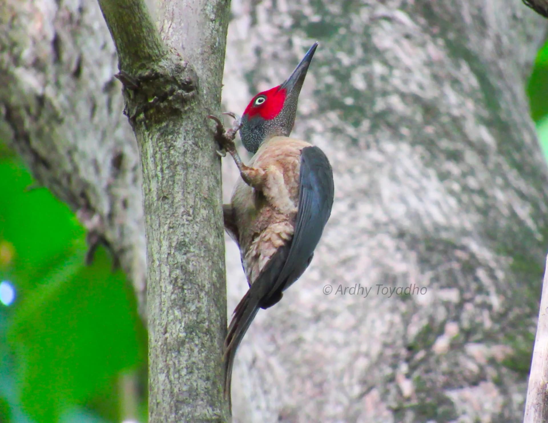 A woodpecker with a red-crowned head clings to a tree trunk, pale belly and dark wings visible