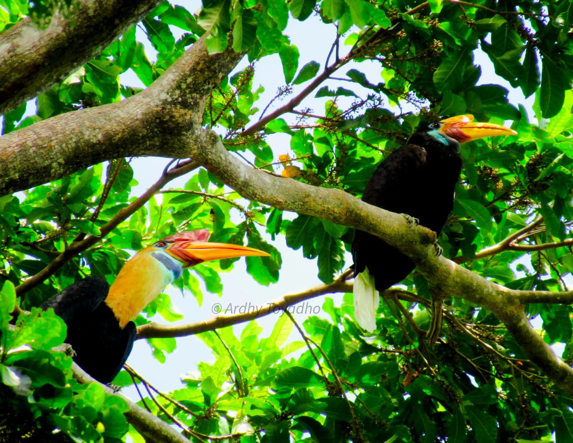 Two hornbills with large orange beaks perched on tree branches surrounded by dense green leaves
