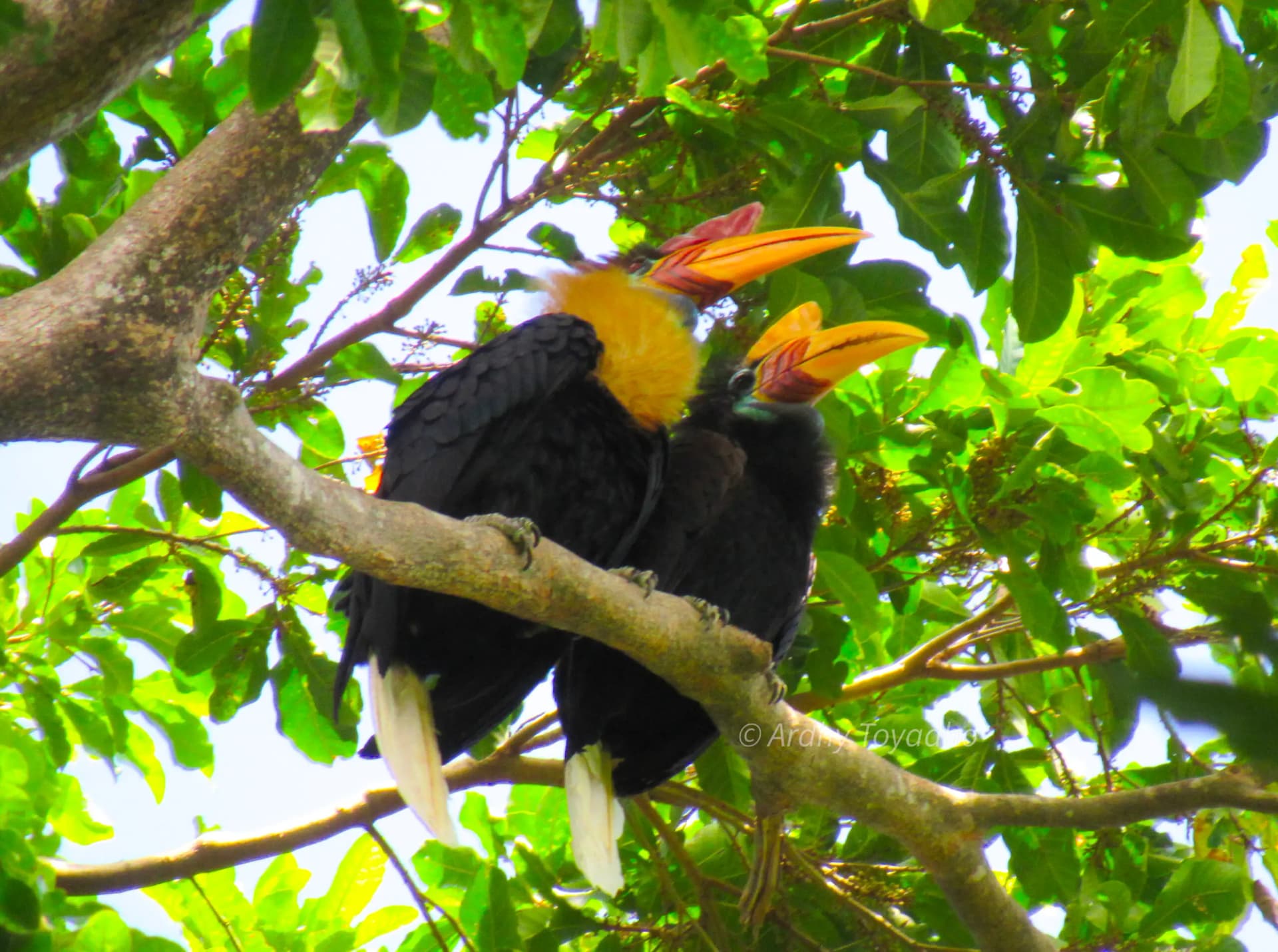 Two hornbills with large orange beaks and yellow-tufted heads perched together on a tree branch among green leaves