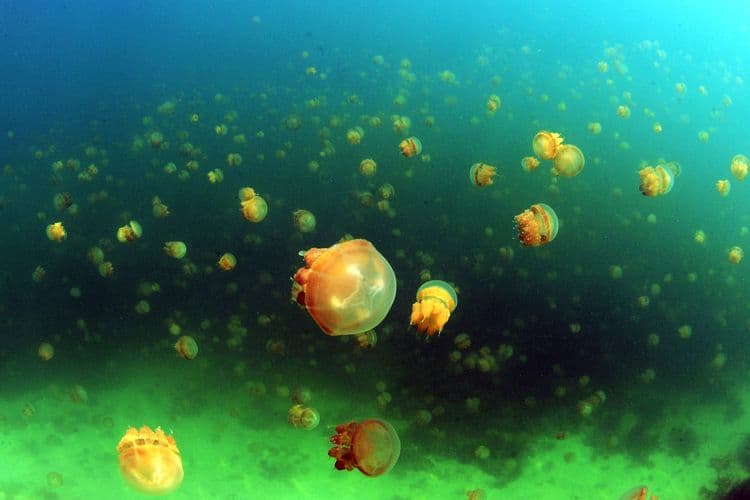 Dozens of jellyfish drifting through green-lit water, with a large orange jellyfish prominent in the foreground