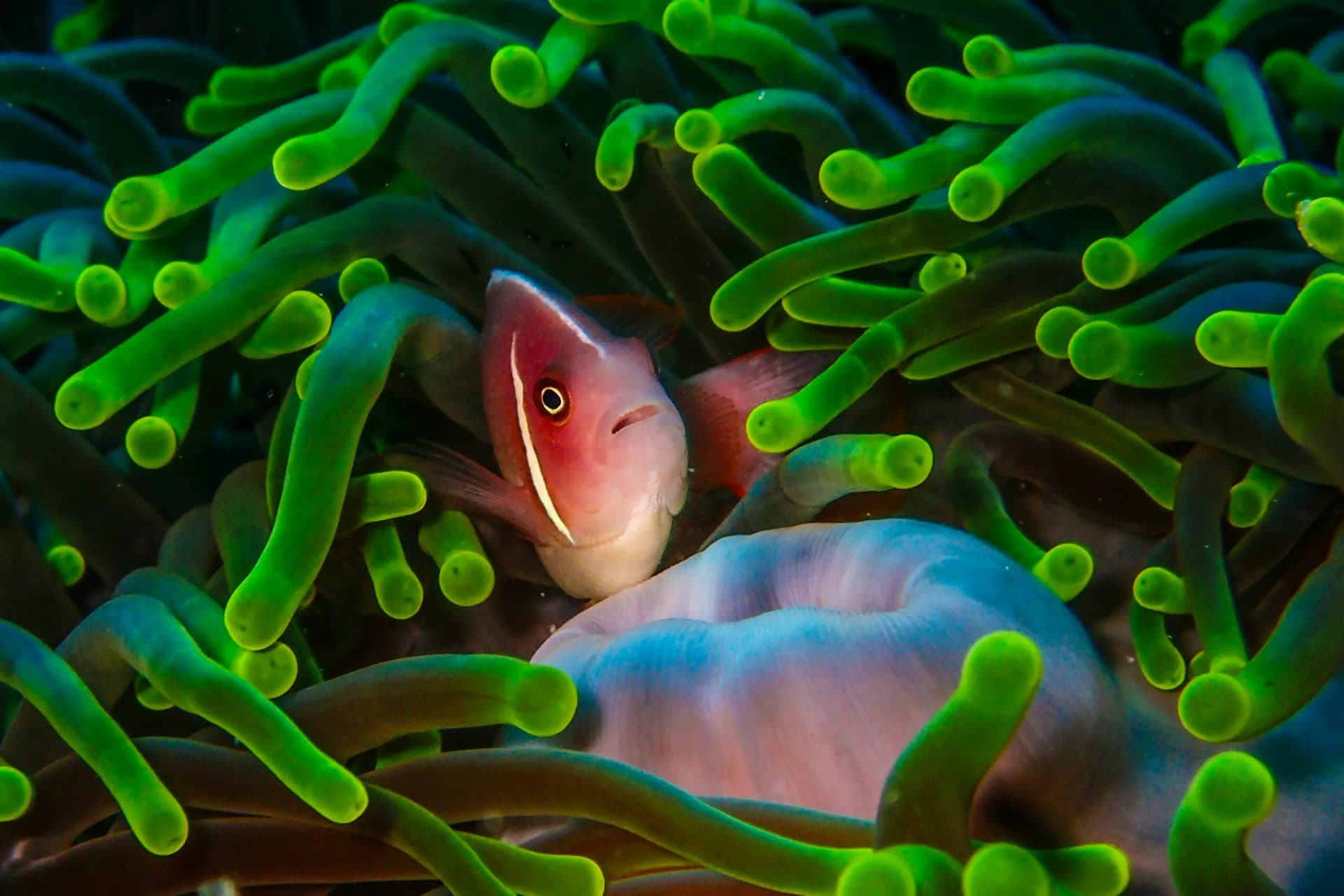 A pink anemonefish peers out from bright green anemone tentacles with its host anemone's body visible below