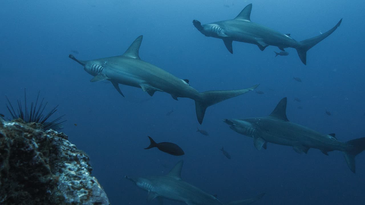 Banda Sea