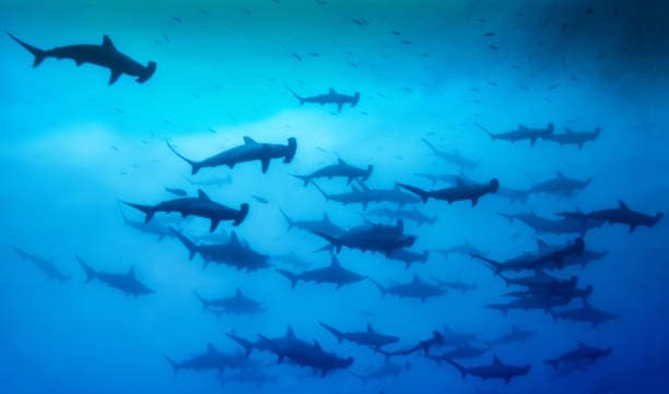 Large school of hammerhead sharks silhouetted in open blue water with smaller fish scattered above them