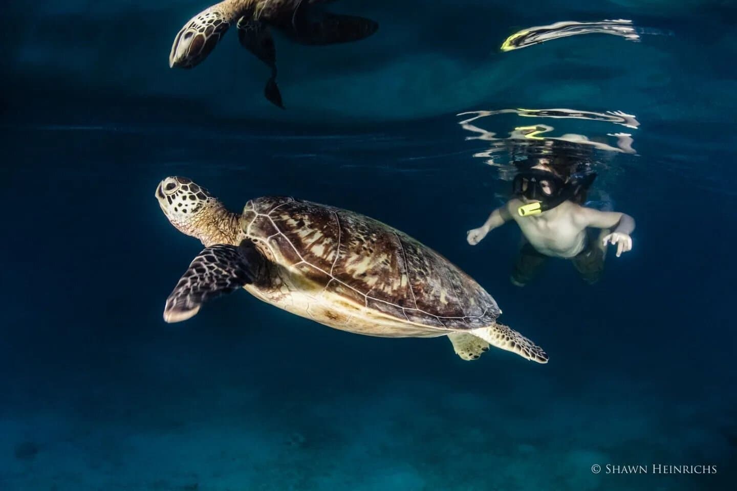 A sea turtle underwater with a snorkeler above, and a bird and small fish visible in the blue water