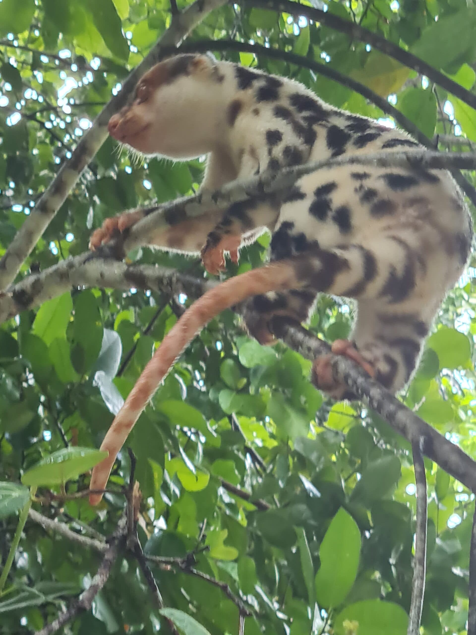 A spotted tree-dwelling mammal with reddish limbs perched on a branch among green foliage