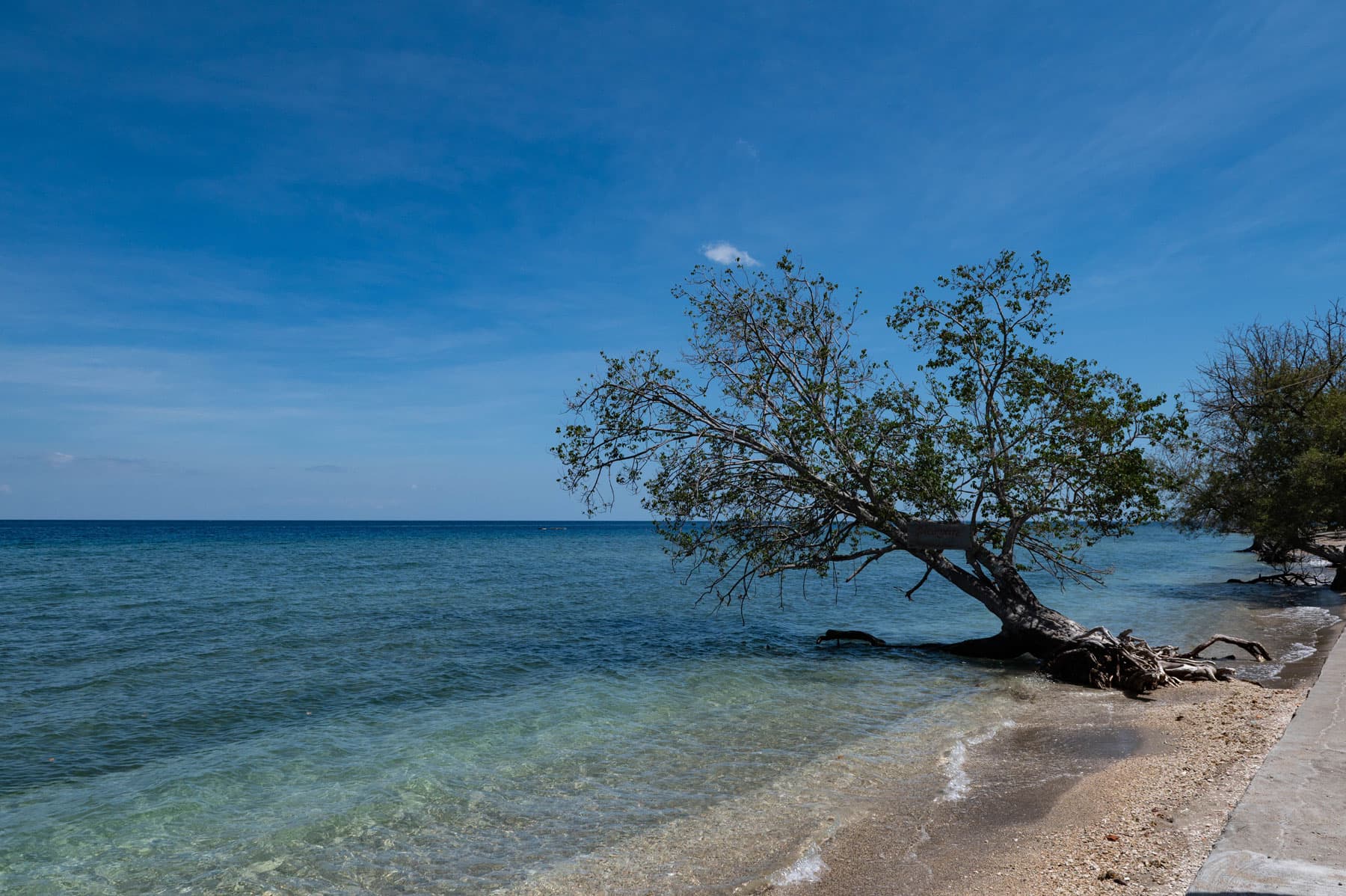 A leaning tree with exposed roots on a sandy shoreline beside calm, clear turquoise water under a blue sky
