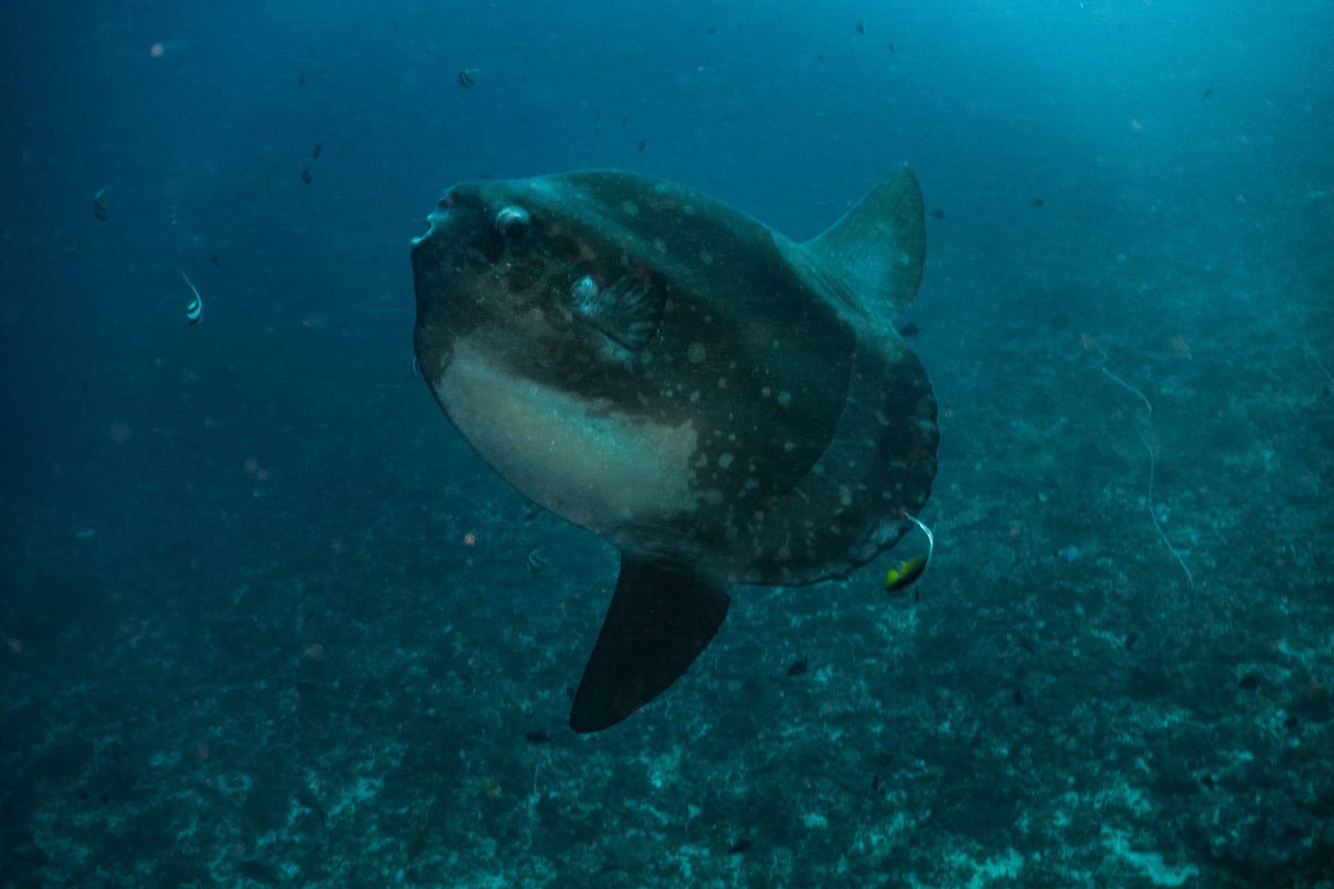 5 Fun and Interesting Facts about the Mola Mola