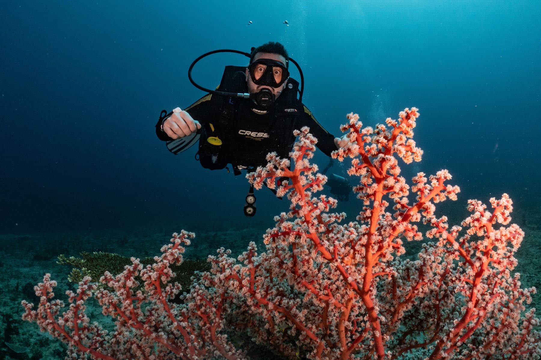 A scuba diver hovering beside a branching red and white soft coral formation underwater