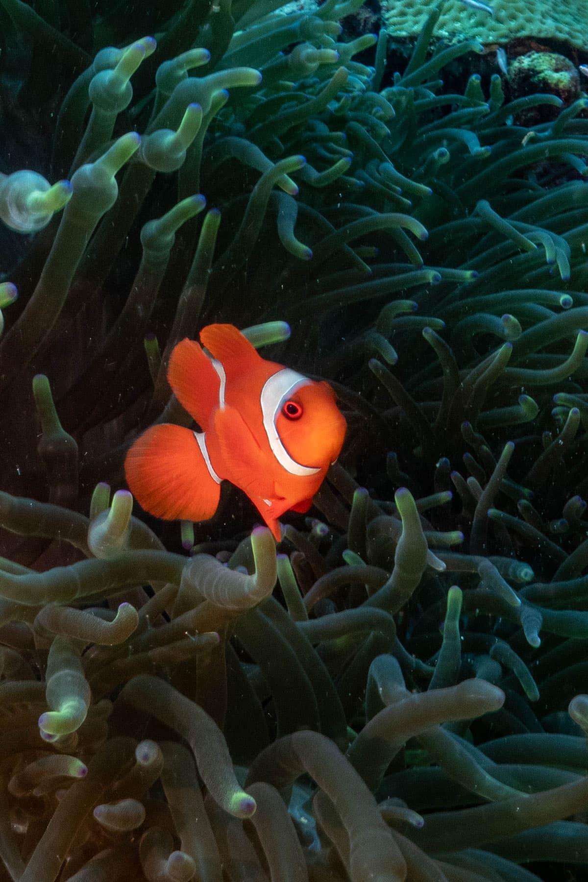An orange clownfish with white stripes sheltering among the tentacles of a sea anemone