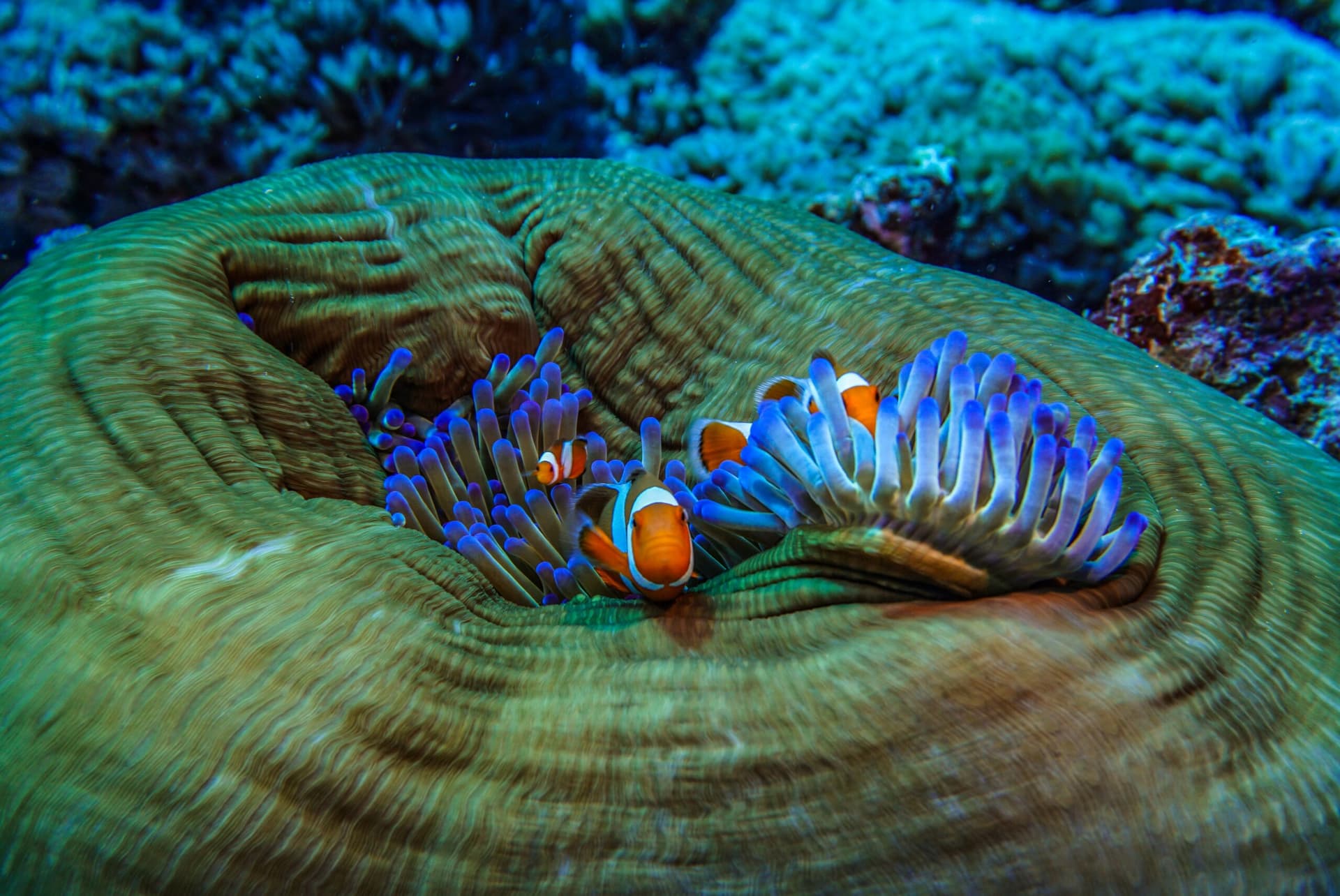 Clownfish nestled among the blue-tipped tentacles of a large green anemone on the reef
