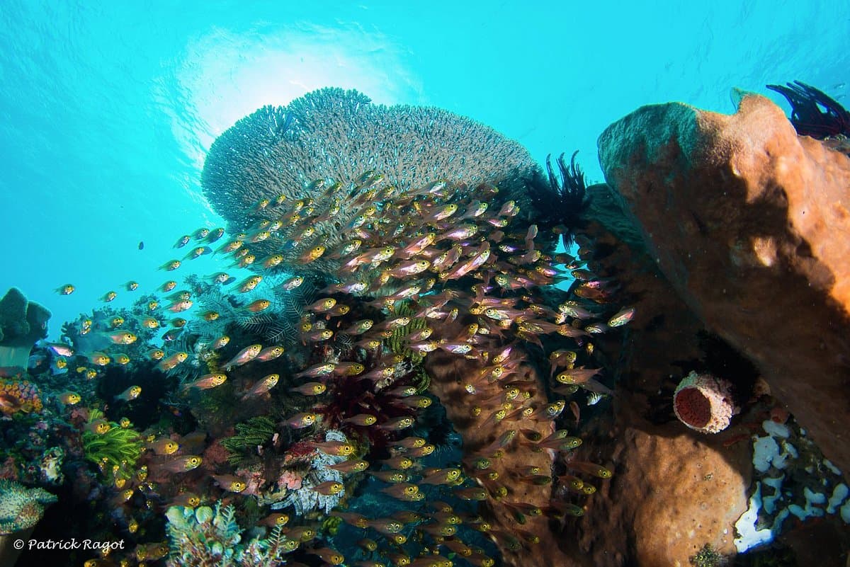 Underwater view of a diver near coral formations and a school of small yellow and dark fish swimming in blue water