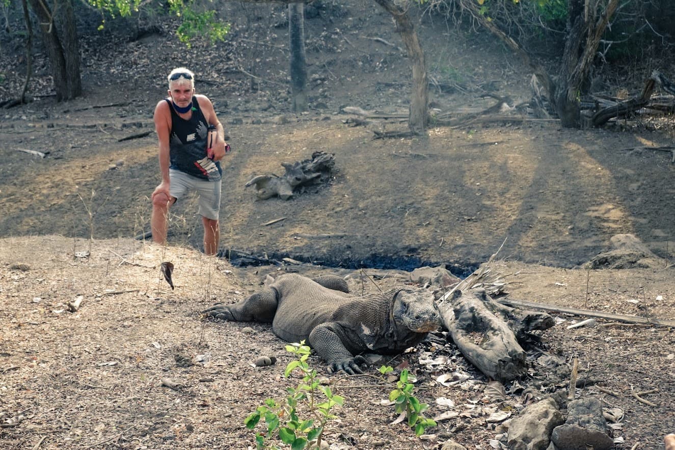 A visitor stands near a large Komodo dragon resting on burnt ground in a dry, sunlit forest clearing