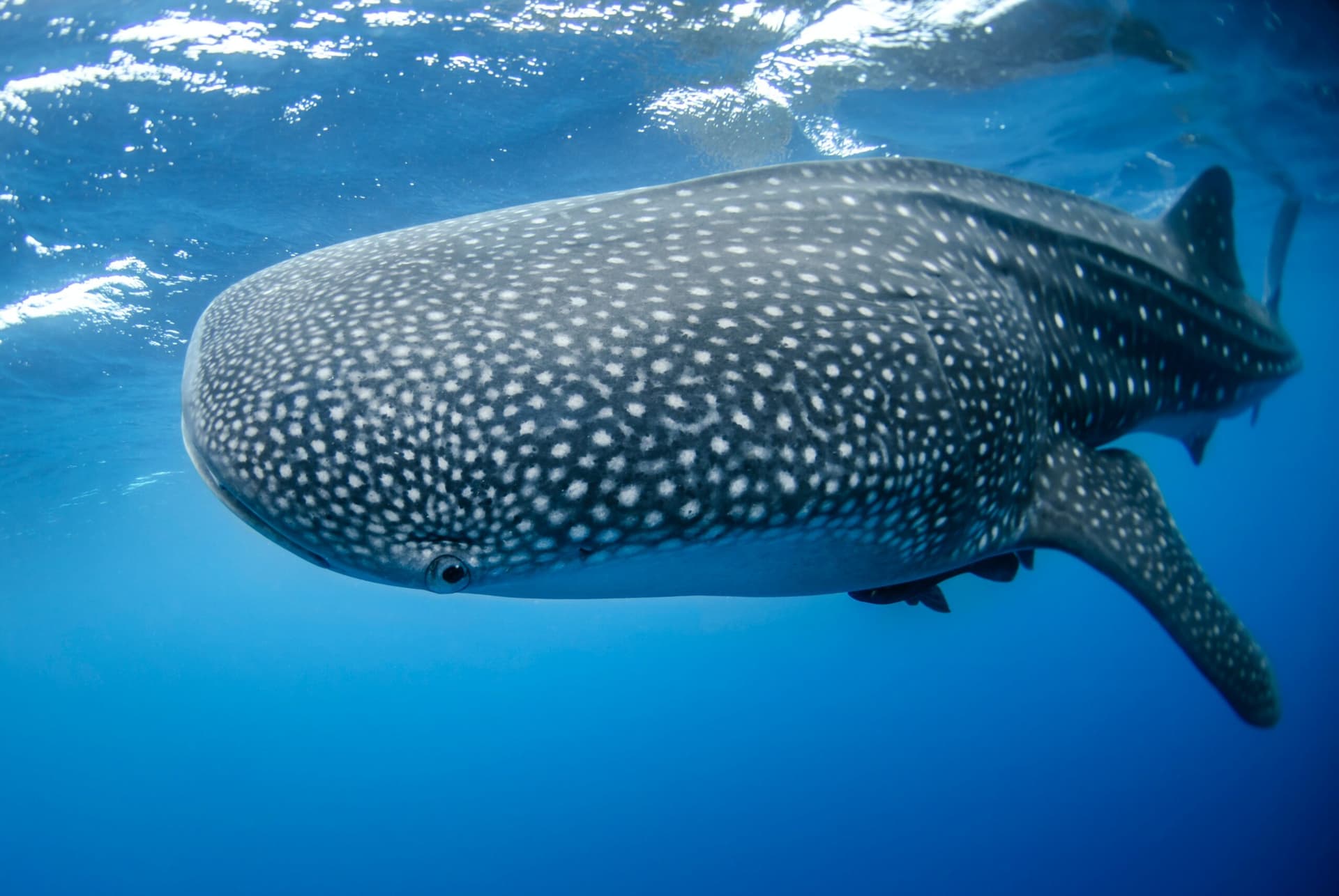 A whale shark with white spotted skin swimming close to the surface, viewed from below in blue water