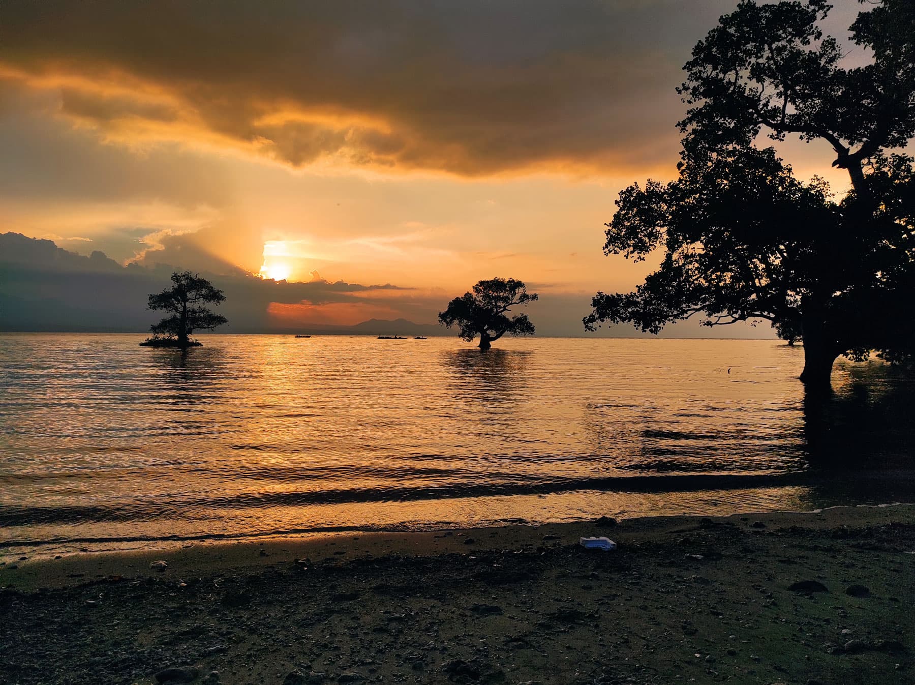 Silhouetted trees standing in shallow water at sunset with glowing orange clouds reflected on the calm sea