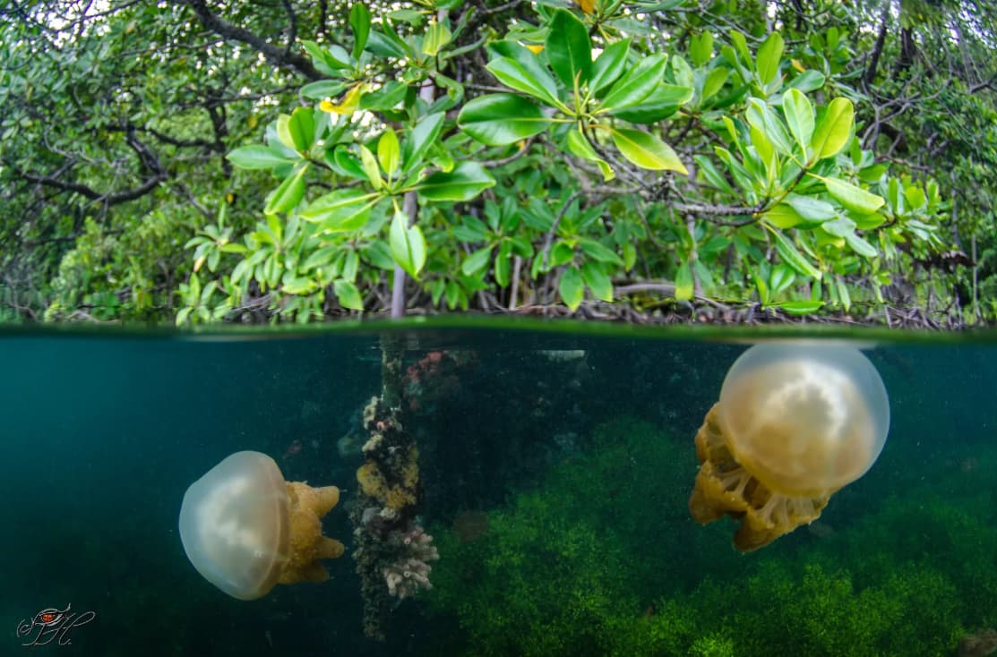 Two jellyfish suspended in clear water beneath mangrove trees and roots