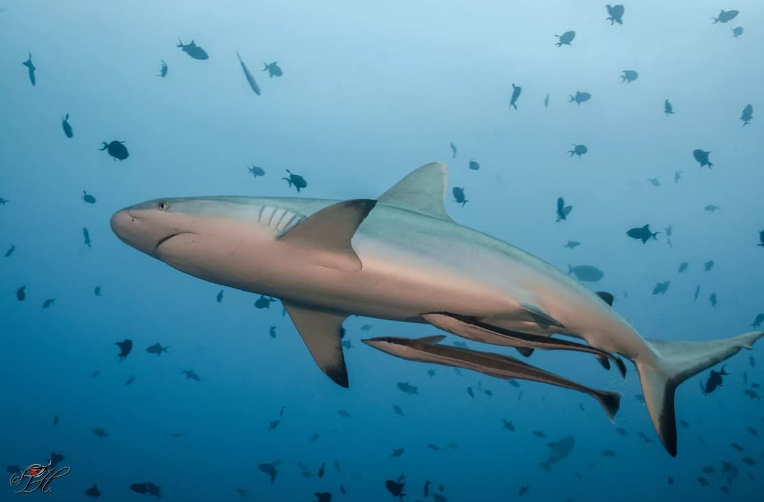 A large shark surrounded by smaller fish swimming in blue water