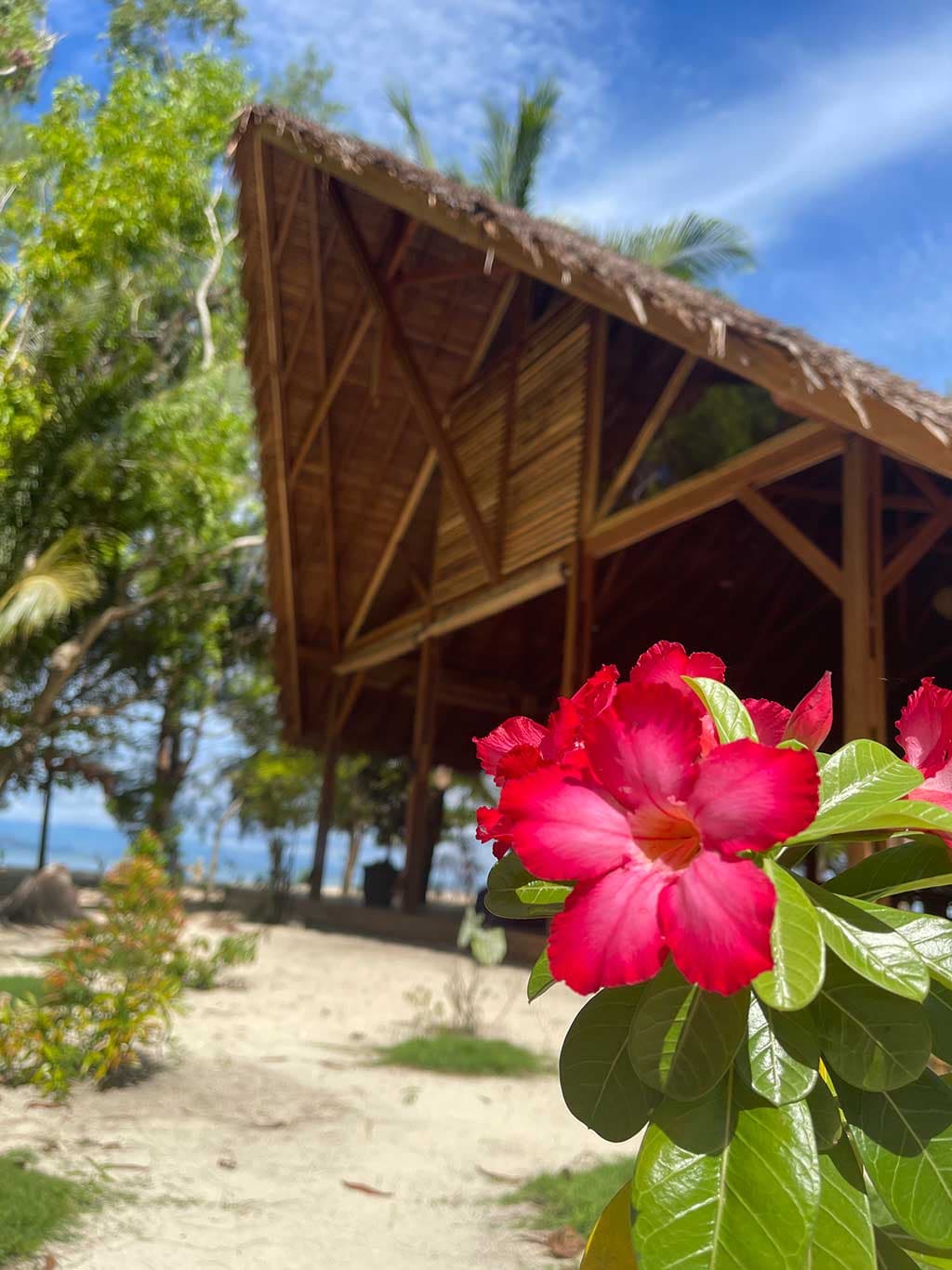 Bright red flowers in the foreground with a wooden structure featuring a thatched roof and palm trees in a sandy outdoor area