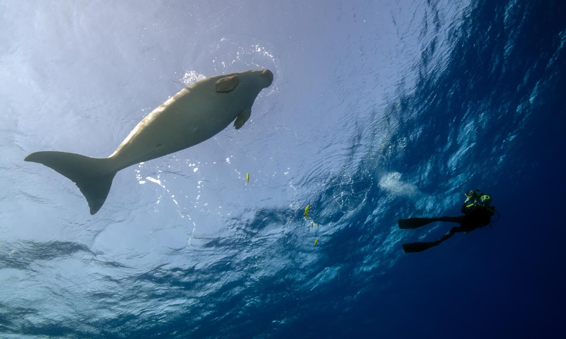 A large marine mammal swims near the surface silhouetted against sunlight, with a scuba diver approaching below