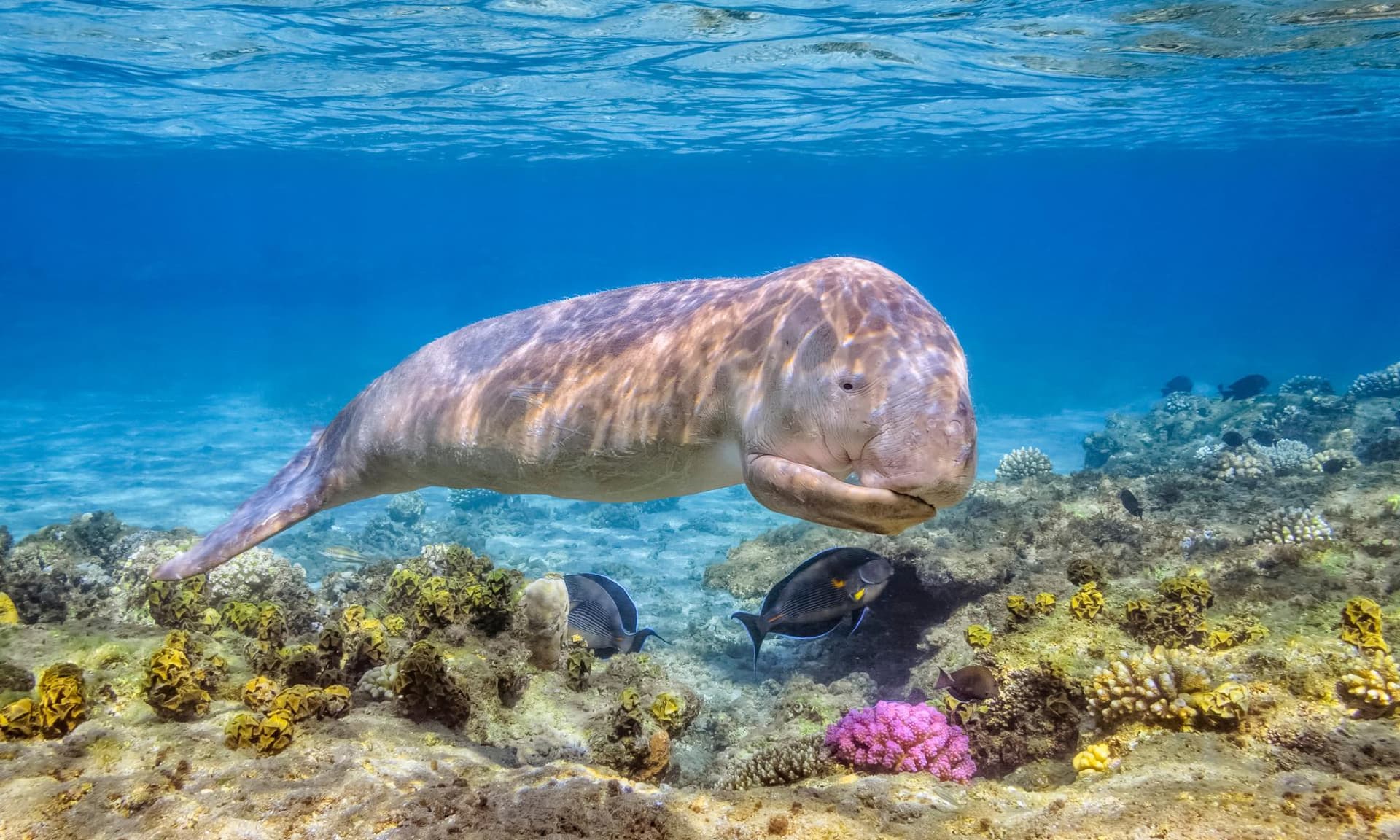 A dugong swimming over a coral reef with two fish nearby in clear blue water