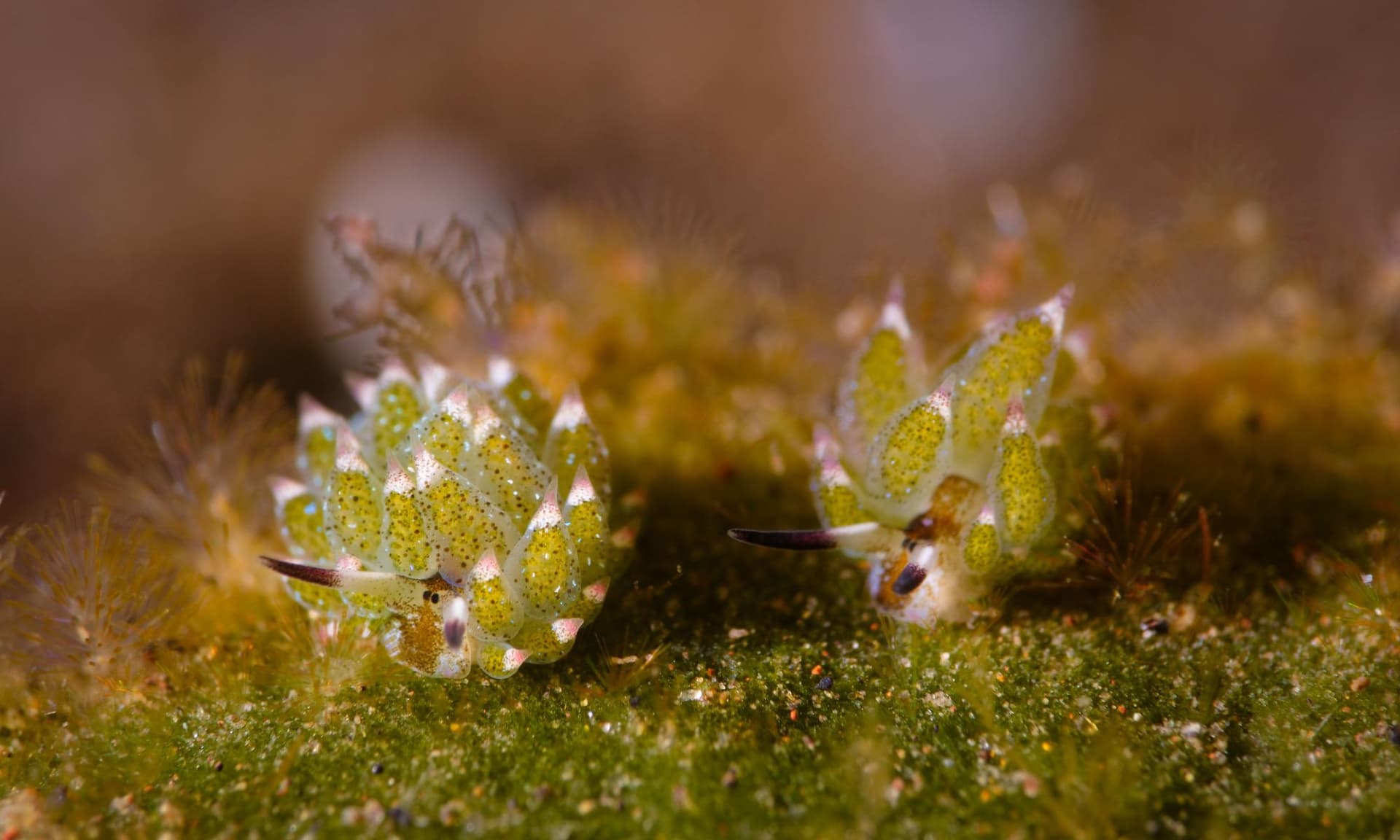 Two spiky yellow-green sea slugs with pointed appendages on a mossy, textured surface