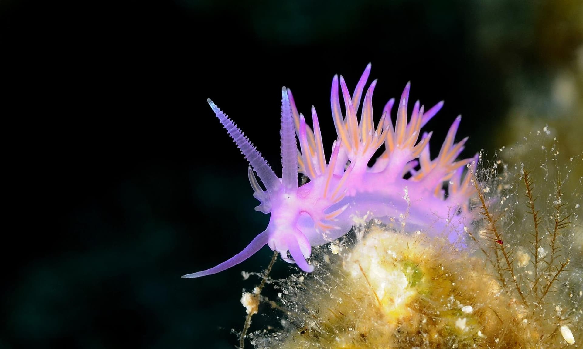 Vivid purple nudibranch with feathery orange-tipped appendages perched on coral against a black underwater background